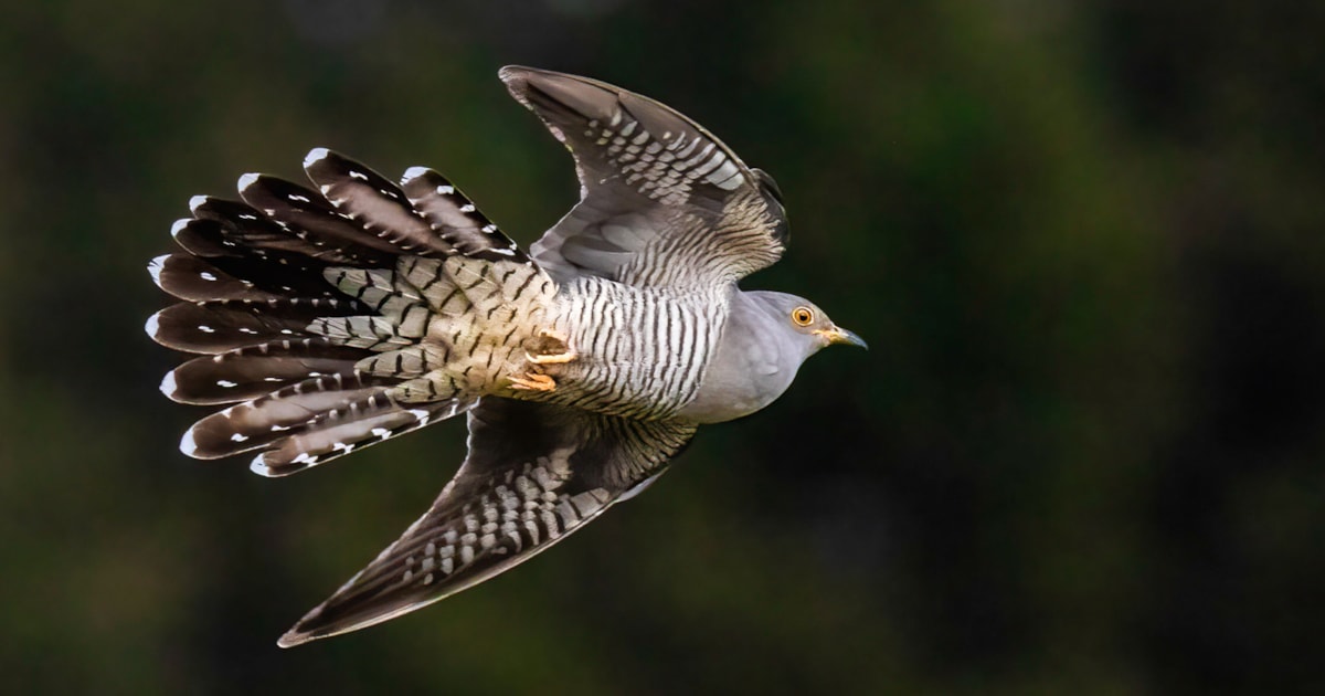 Tagged cuckoos on the move - Vimarsana News