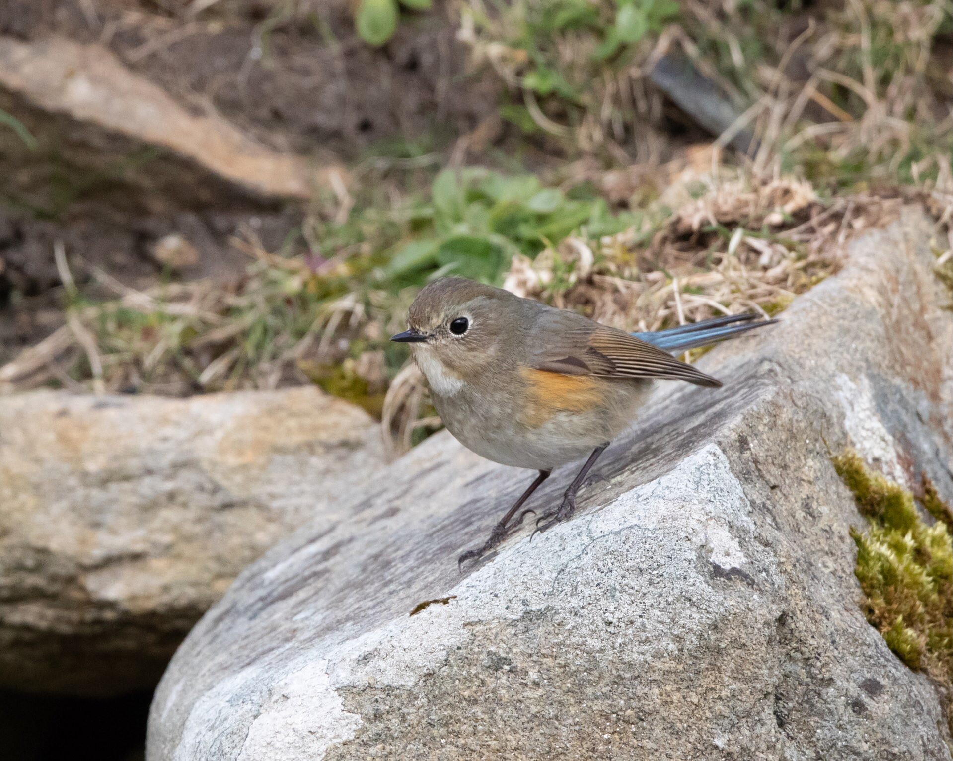 bluetail bird bluetail bird