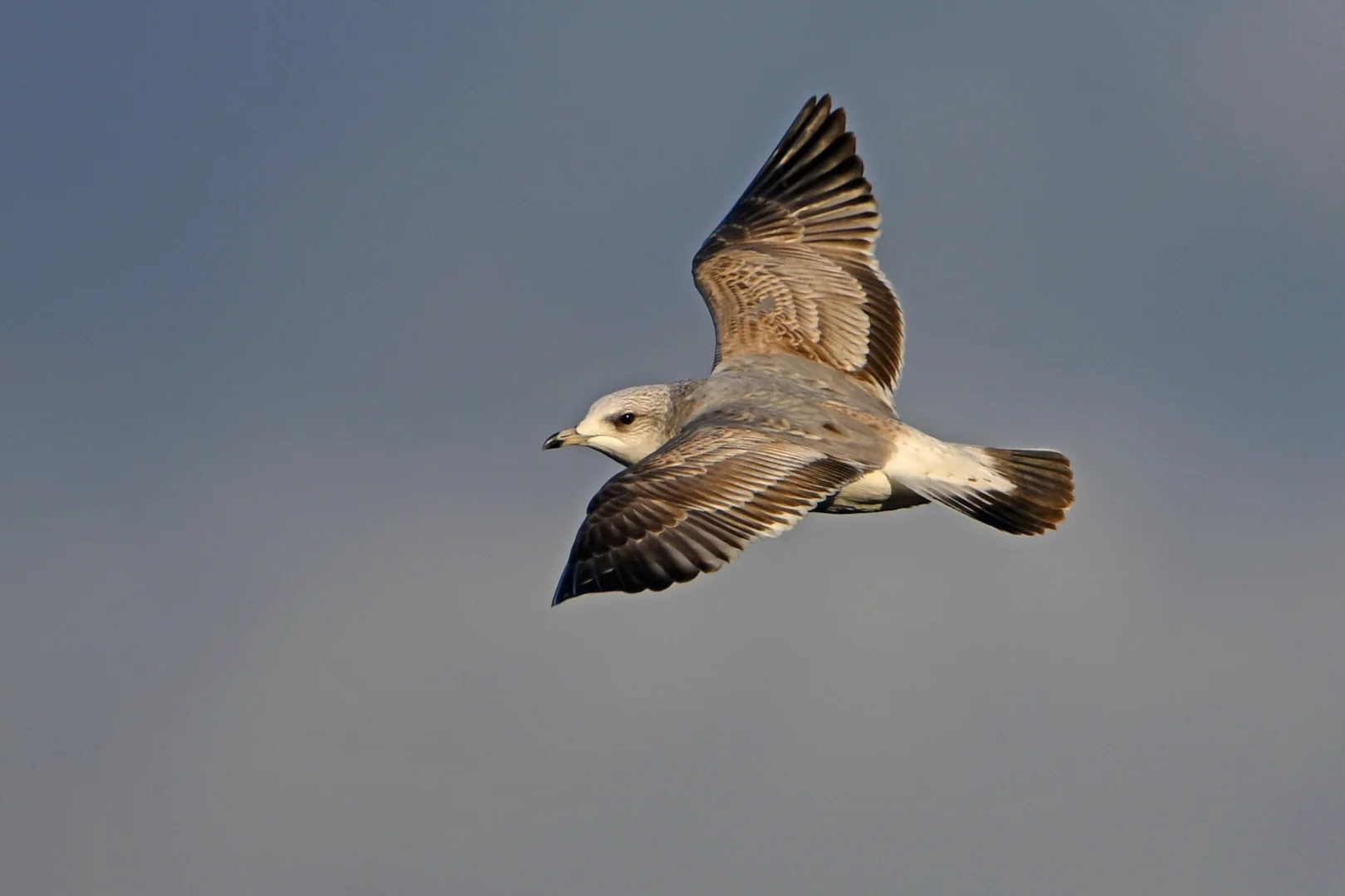 Neil Rae Gull Common Gull by Neil Loverock - BirdGuides