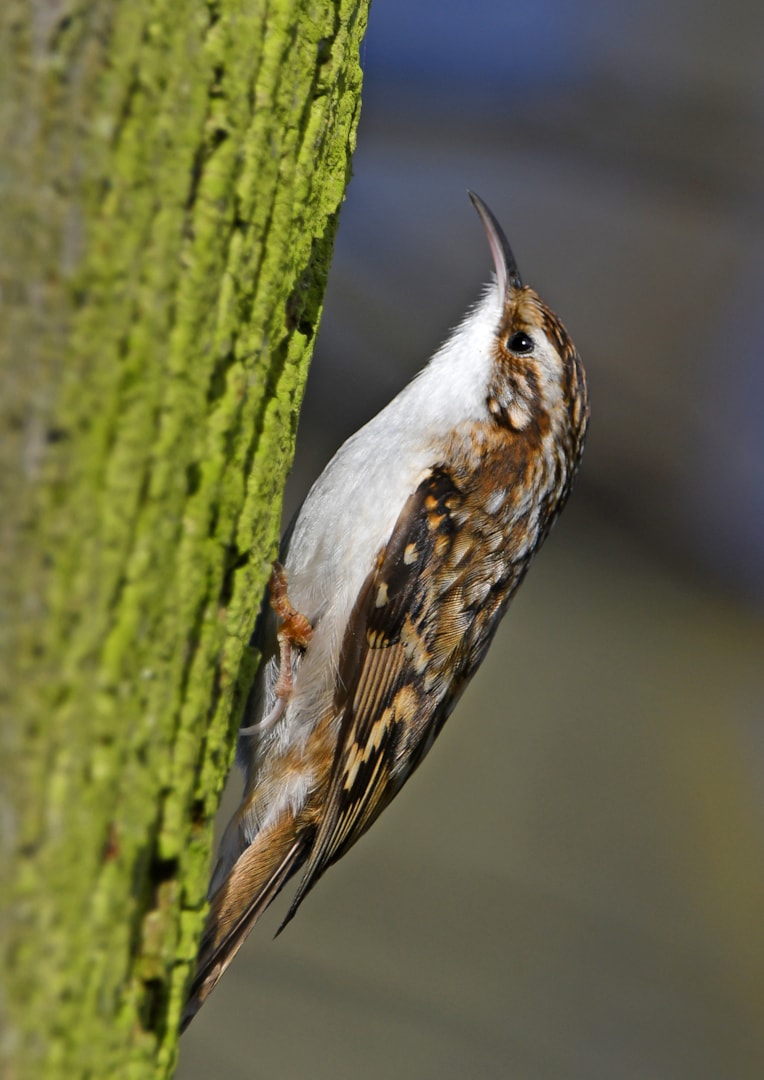 Eurasian Treecreeper by Neil Loverock BirdGuides