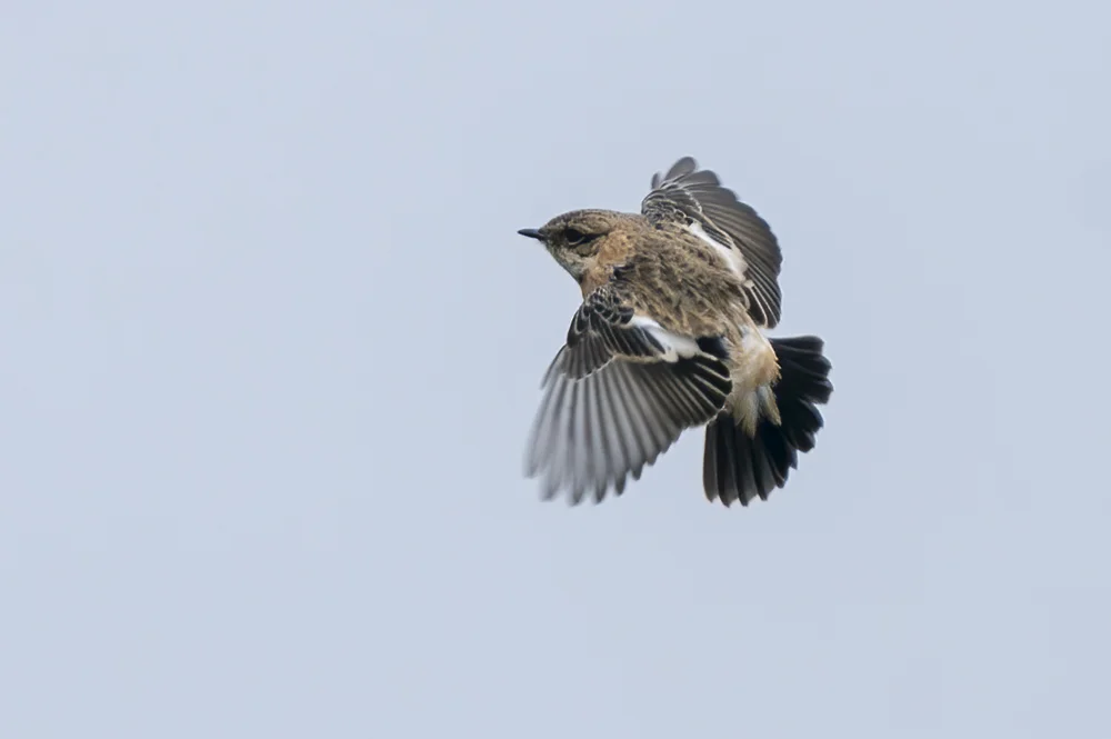 Stonechat In Flight Siberian Stonechat by Tom Baker - BirdGuides