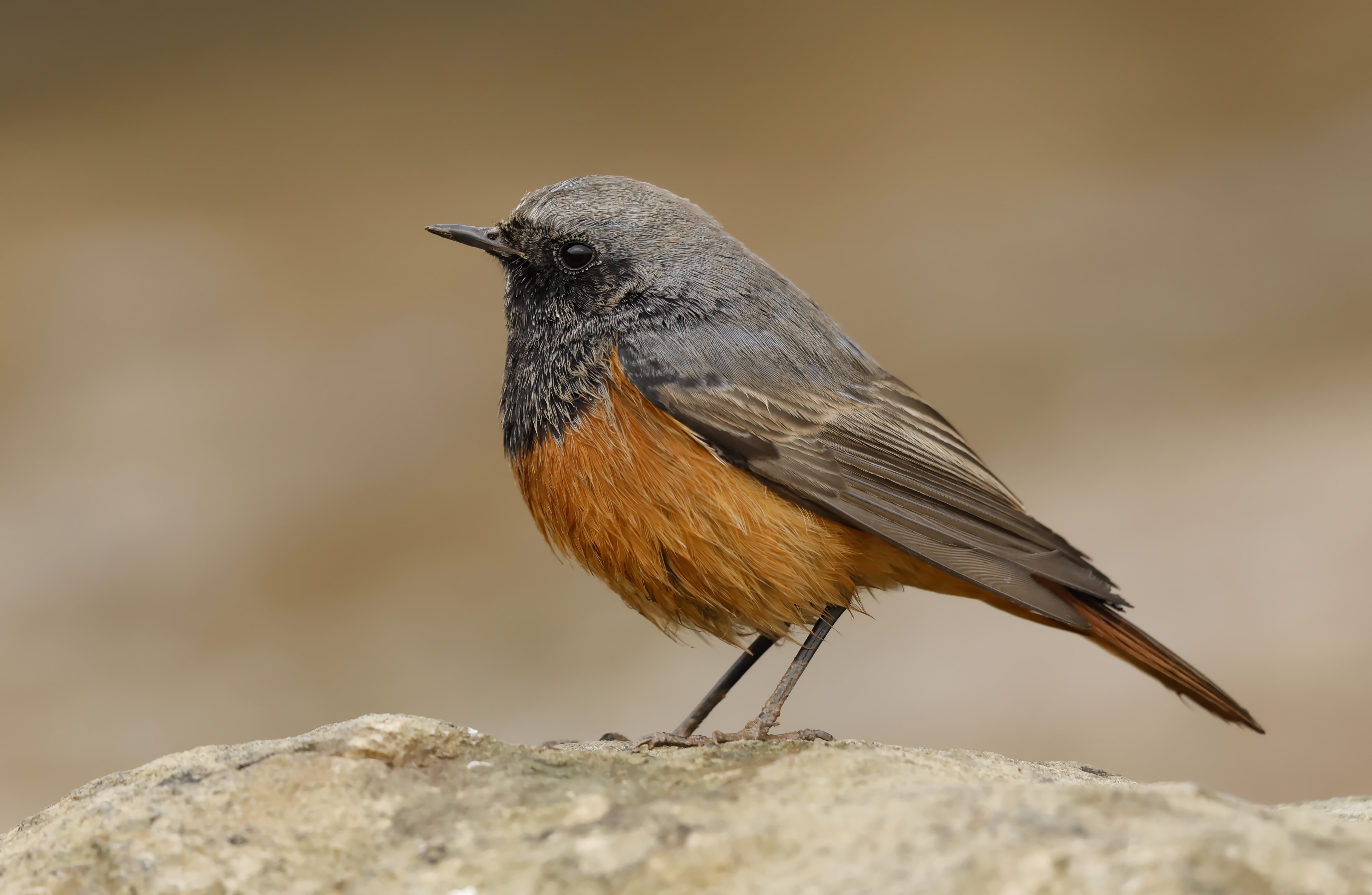 Eastern Black Redstart by Scott Duckworth - BirdGuides