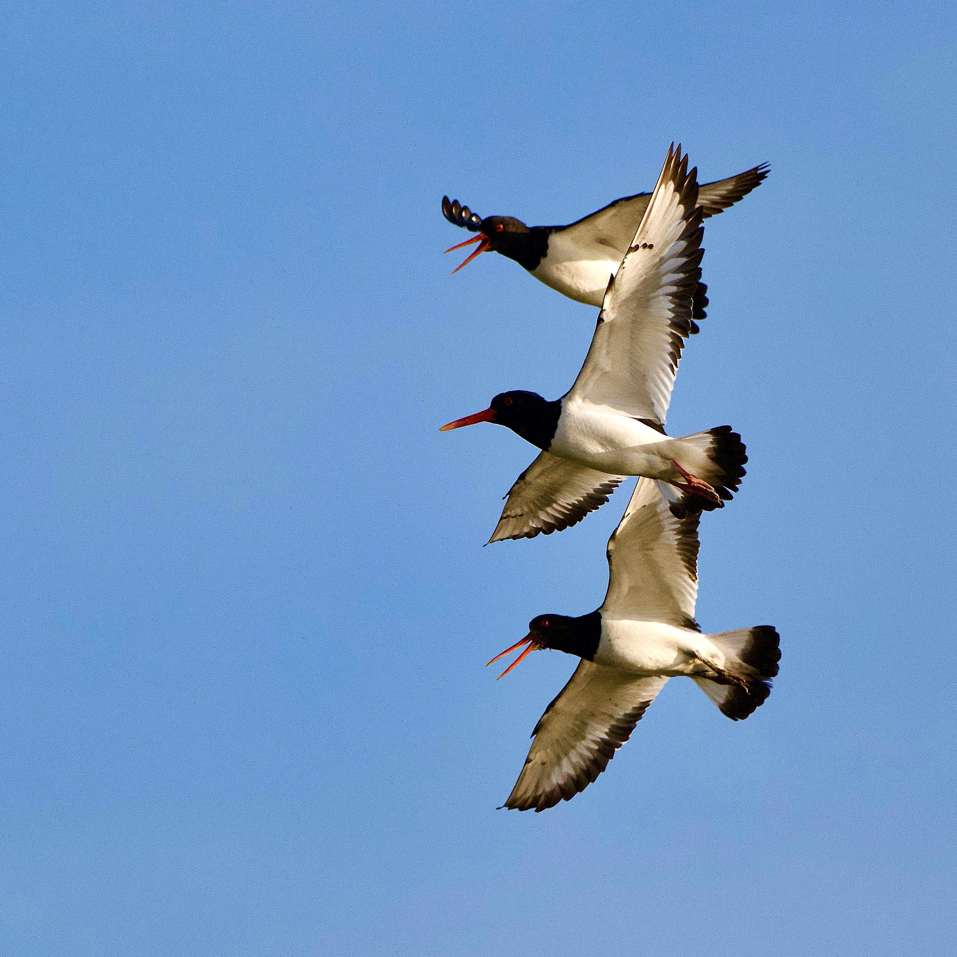 Where to See Migrating Birds UK: Top Spots for Birdwatchers