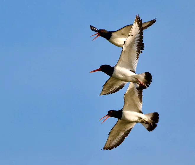 Where to See Migrating Birds UK: Top Spots for Birdwatchers