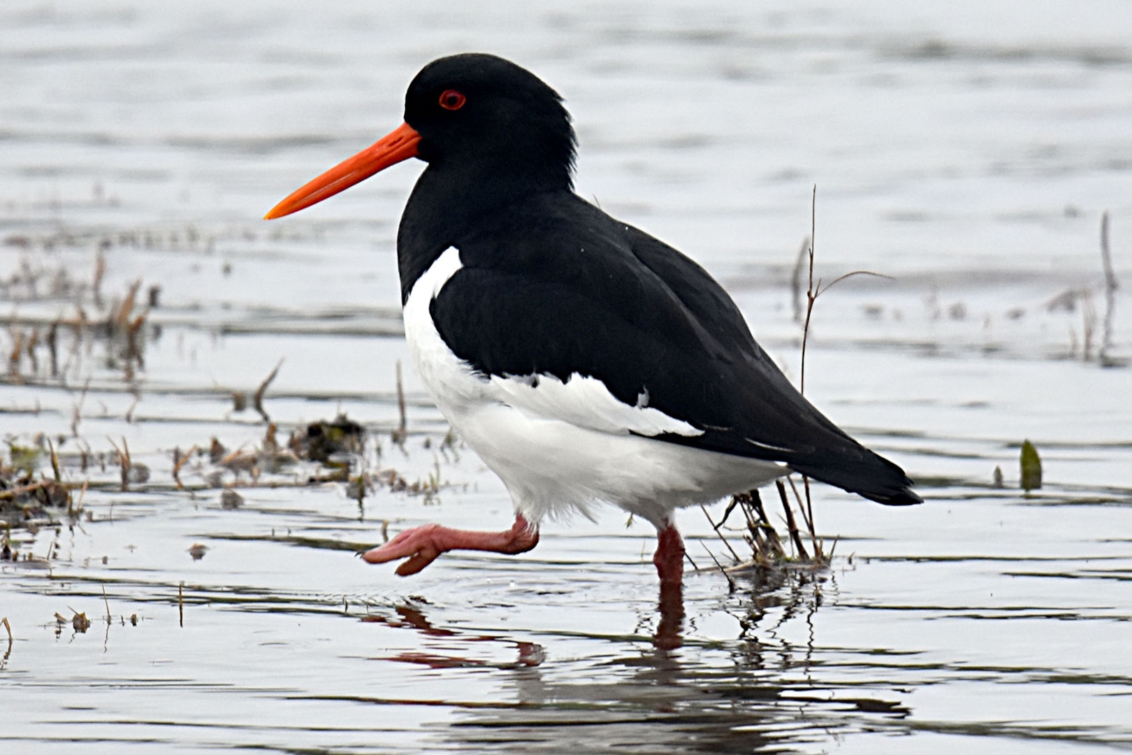 Eurasian Oystercatcher by Fausto Riccioni BirdGuides