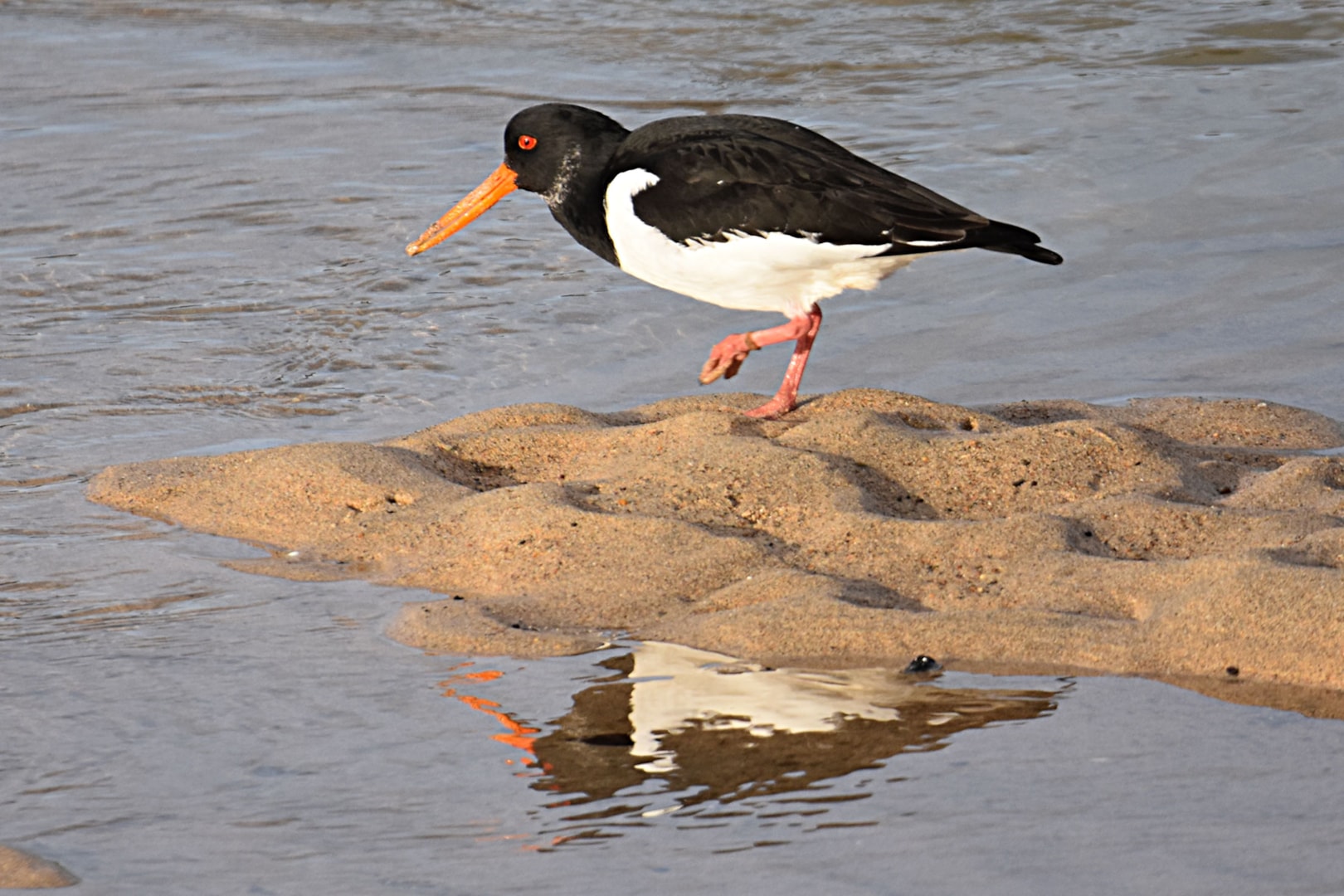 Eurasian Oystercatcher by Fausto Riccioni BirdGuides