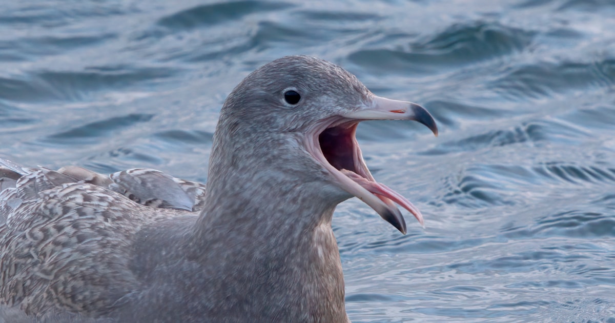 Glaucous and Iceland Gulls photo ID guide - Vimarsana News