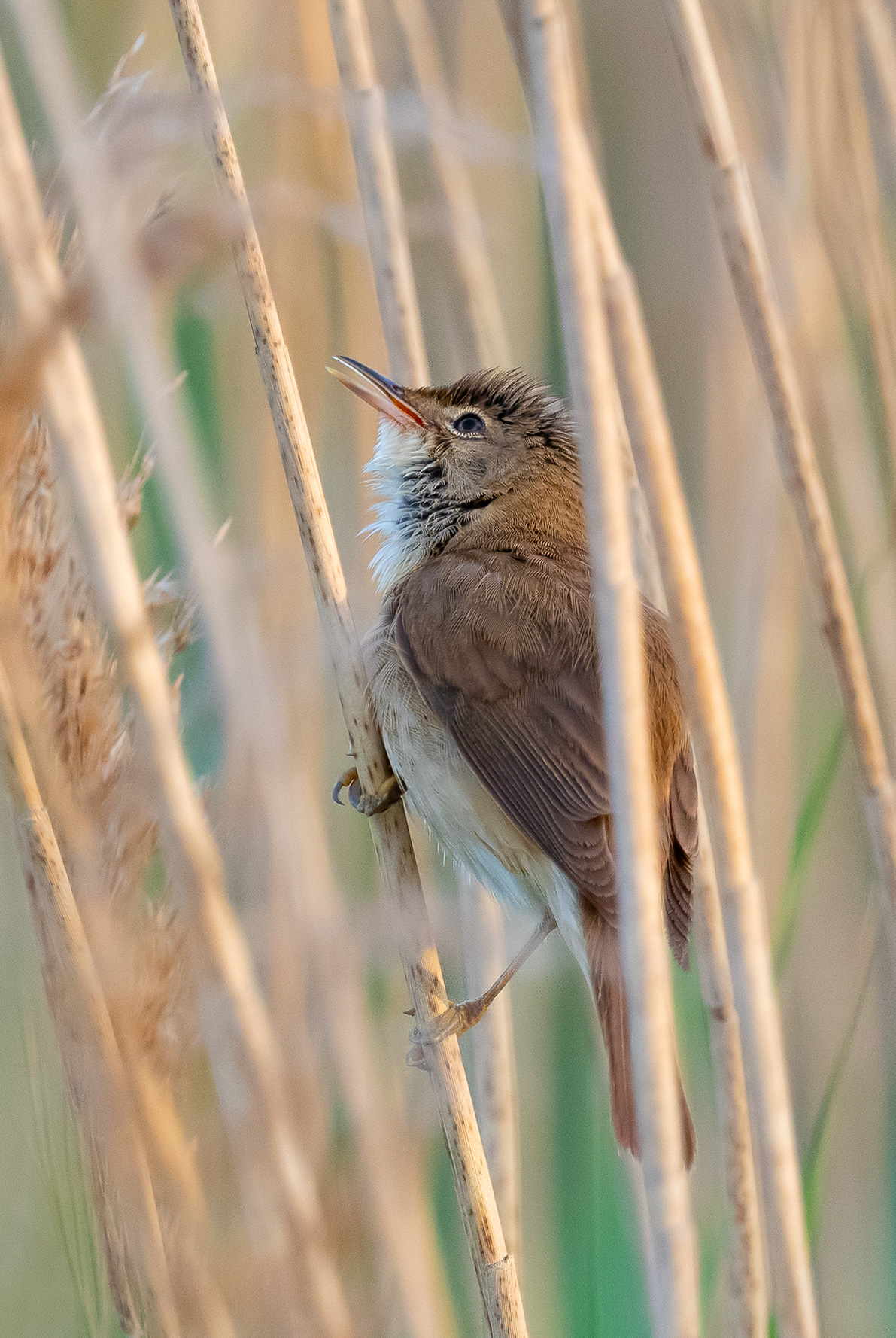 BartonunderNeedwood Birdwatching Site BirdGuides