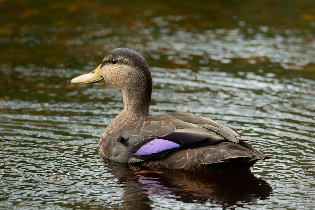 American Black Duck by Martyn Sidwell BirdGuides