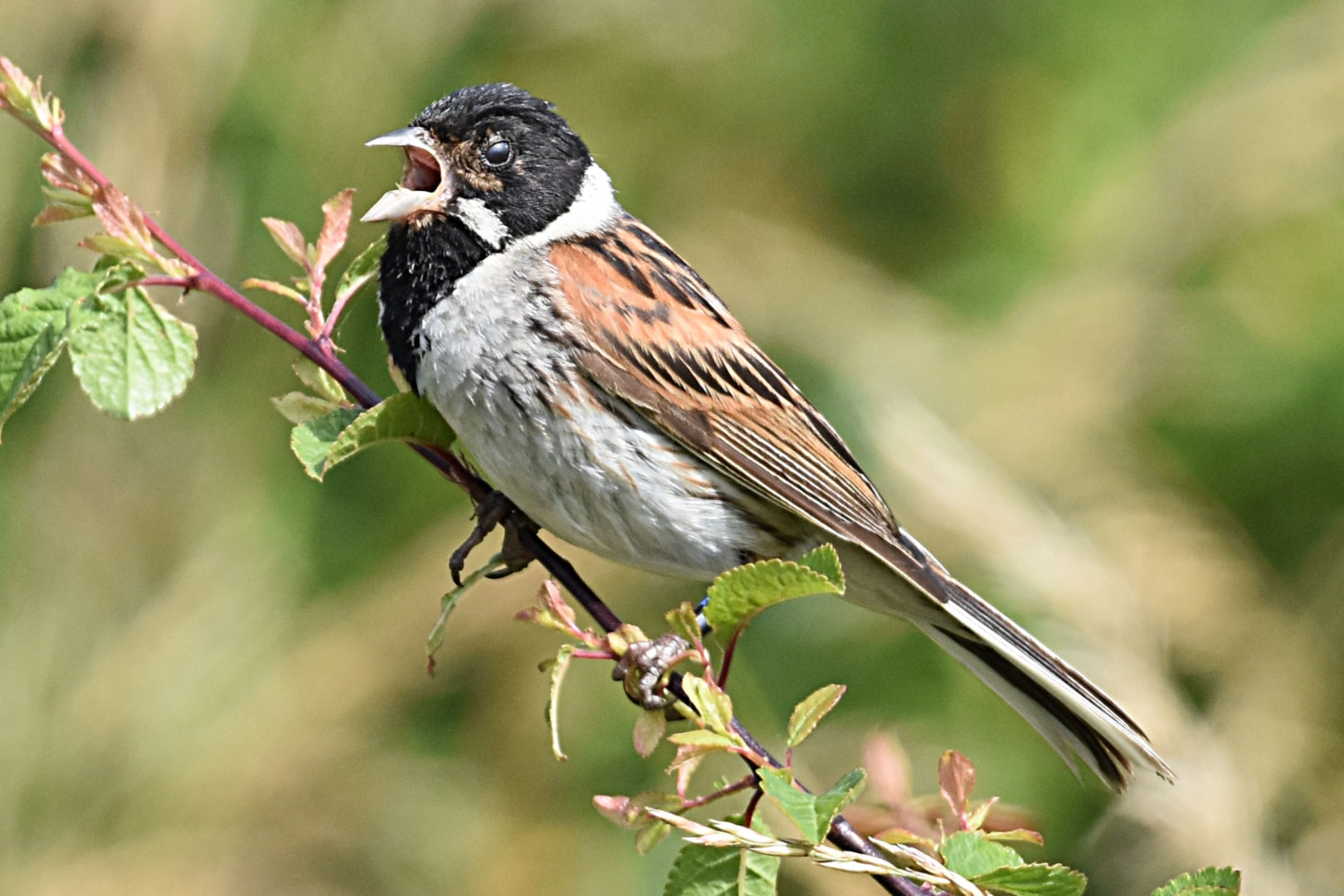 reed-bunting-by-fausto-riccioni-birdguides