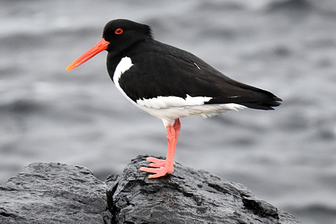 Eurasian Oystercatcher by Fausto Riccioni BirdGuides