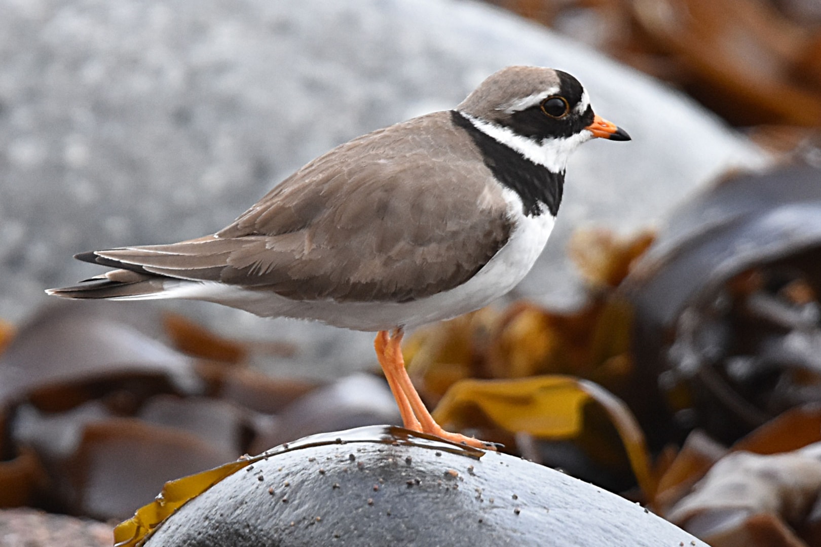 Ringed Plover by Fausto Riccioni BirdGuides
