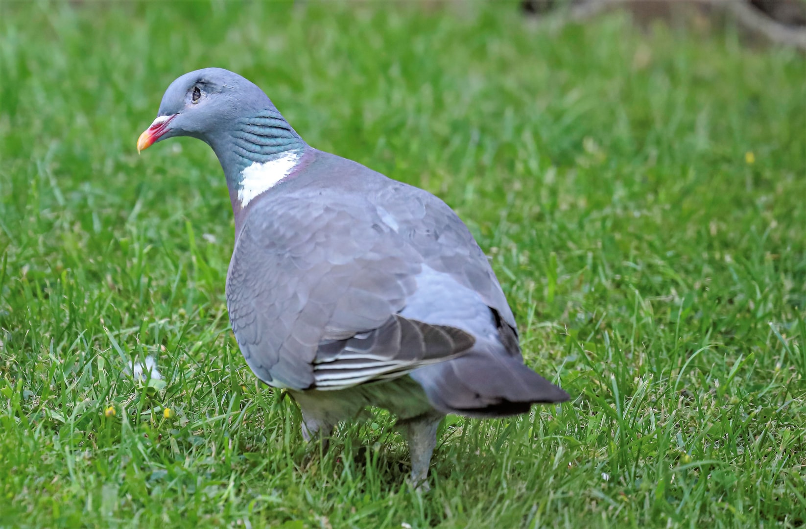 Woodpigeon by Peter Miles - BirdGuides