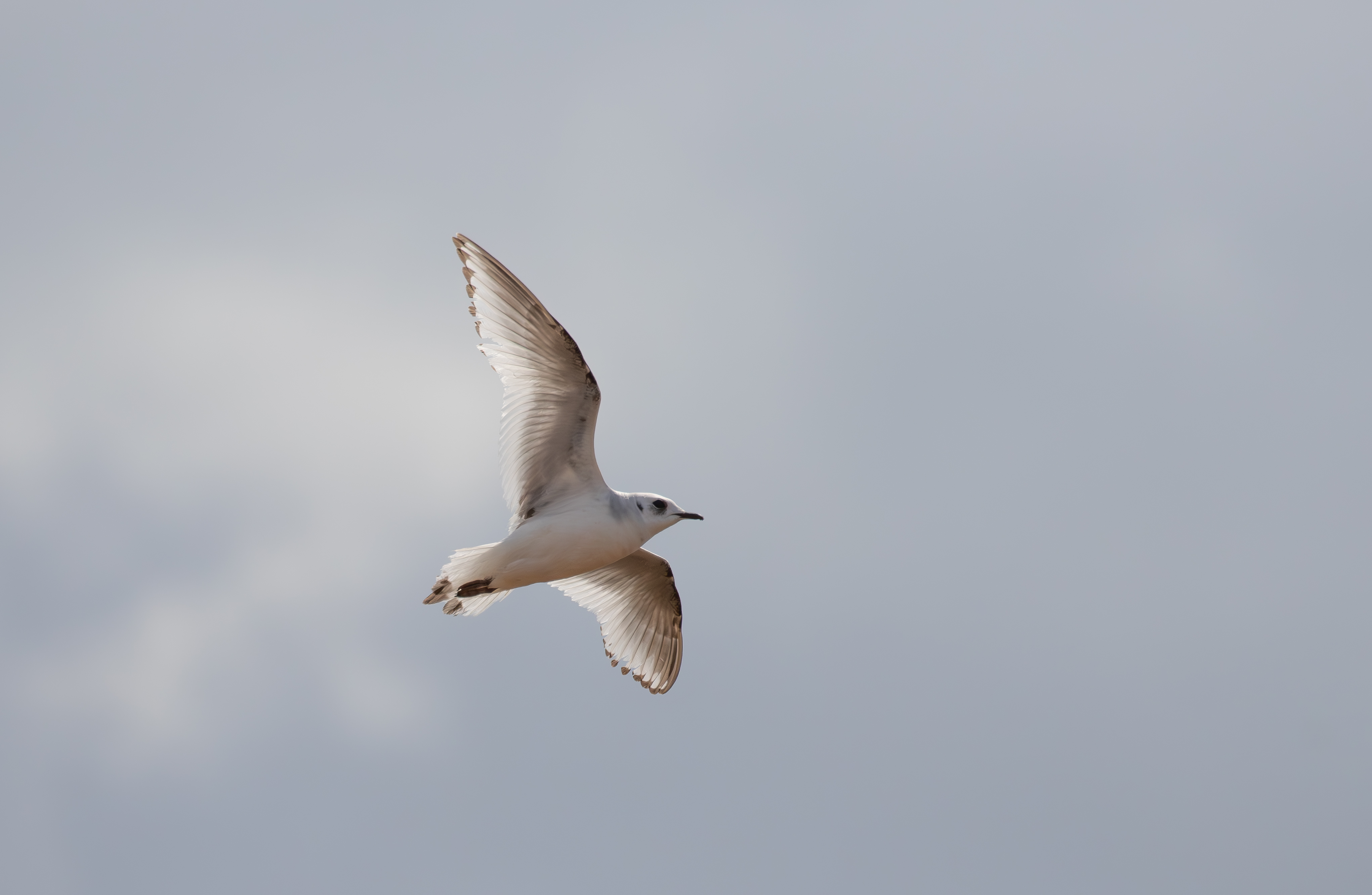 Review of the Week: 13-19 April 2026 - BirdGuides