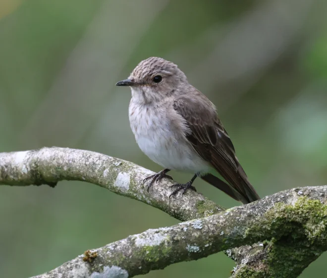 Where to Watch Birds in Northeast England: Top Scenic Spots Revealed