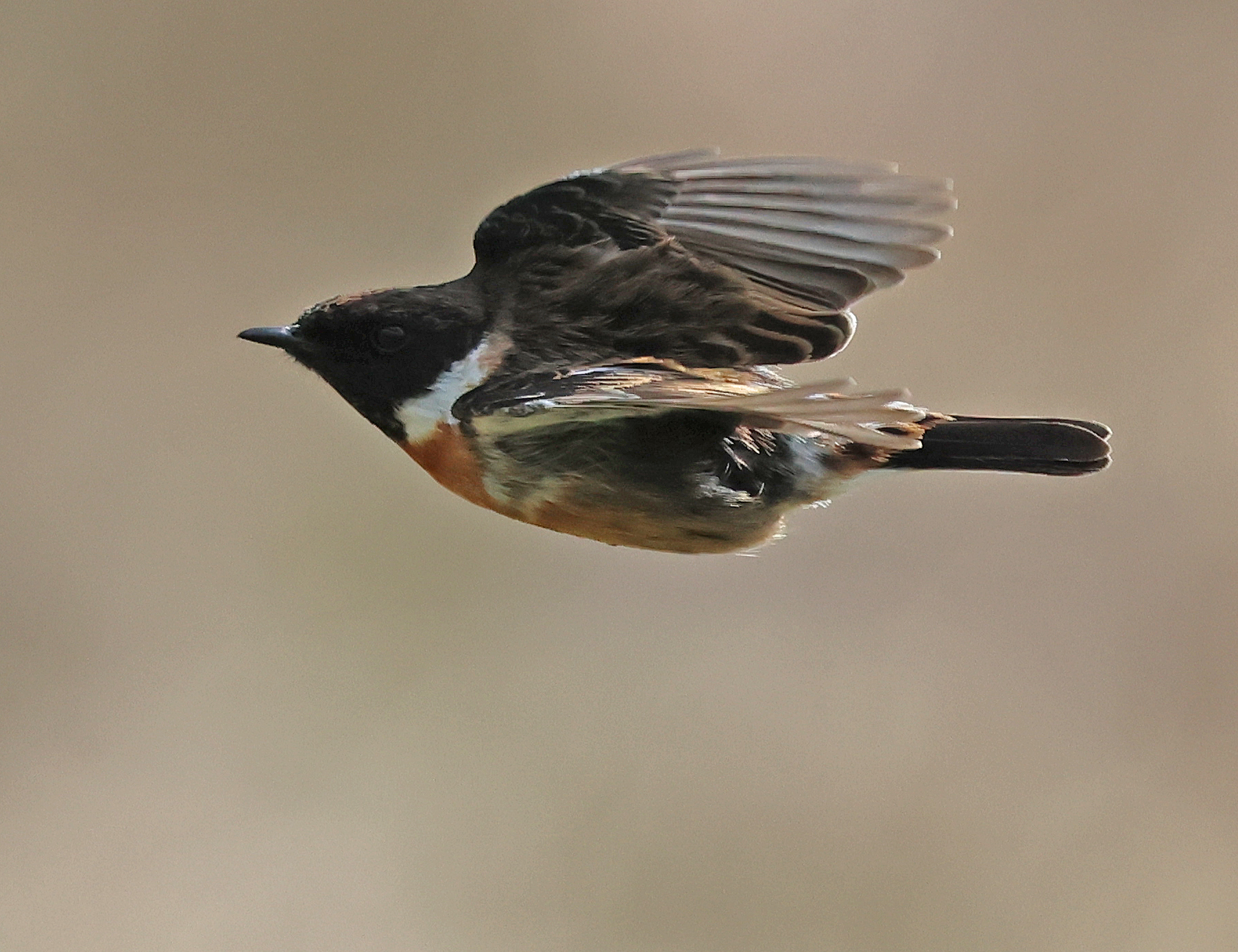 European Stonechat by Paul Bateson - BirdGuides
