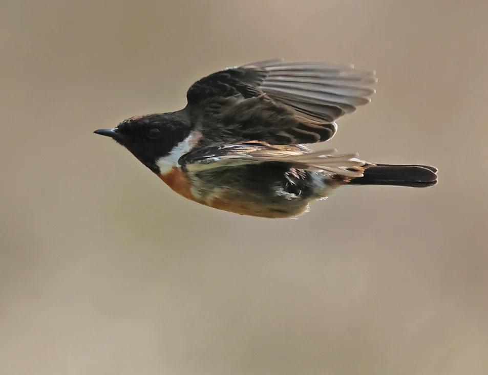Stonechat In Flight European Stonechat by Paul Bateson - BirdGuides