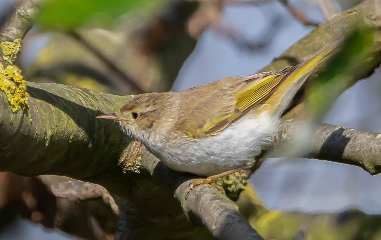 Western Bonelli's Warbler by David John Tucker - BirdGuides