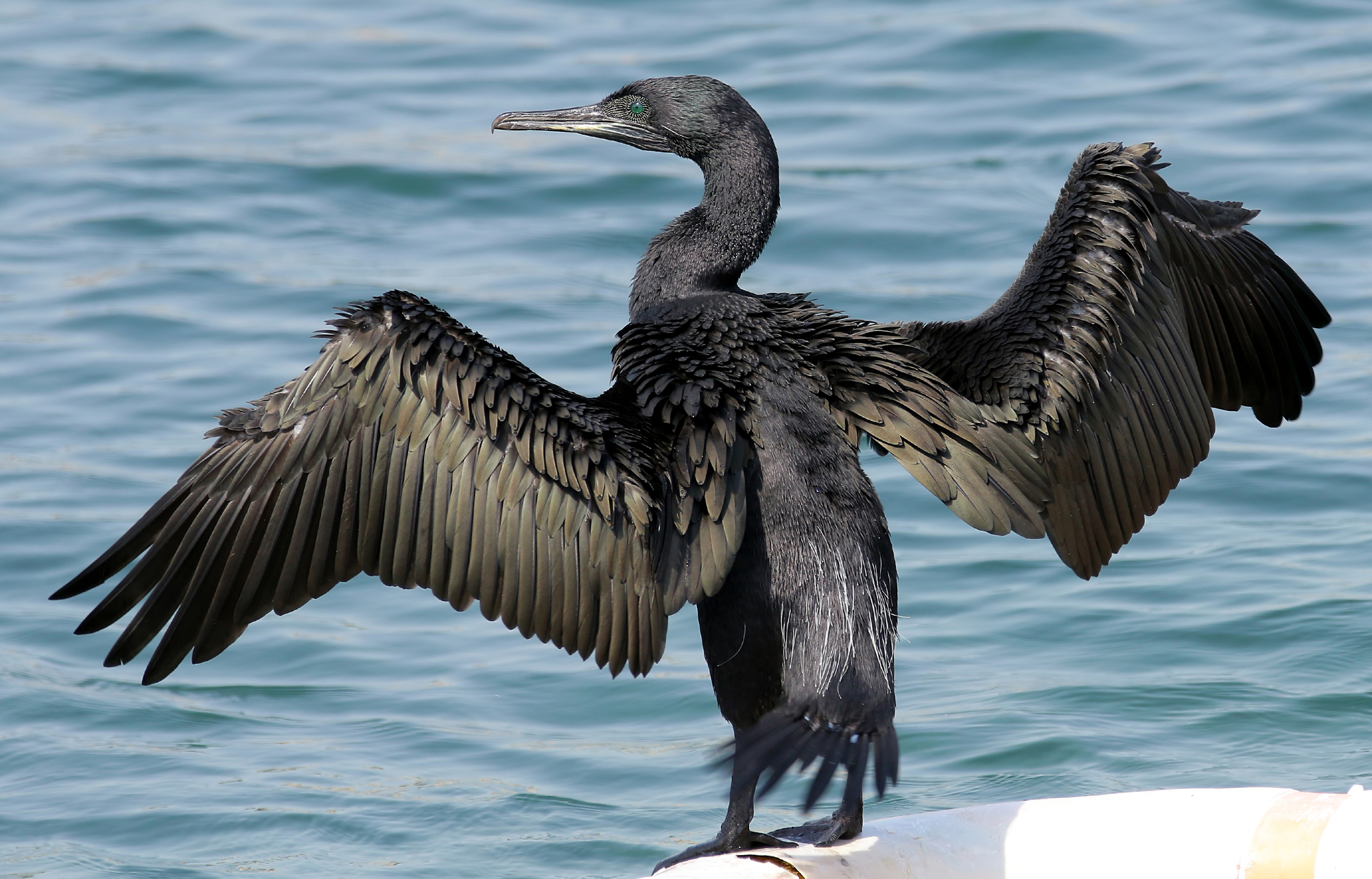 Details Socotra Cormorant BirdGuides