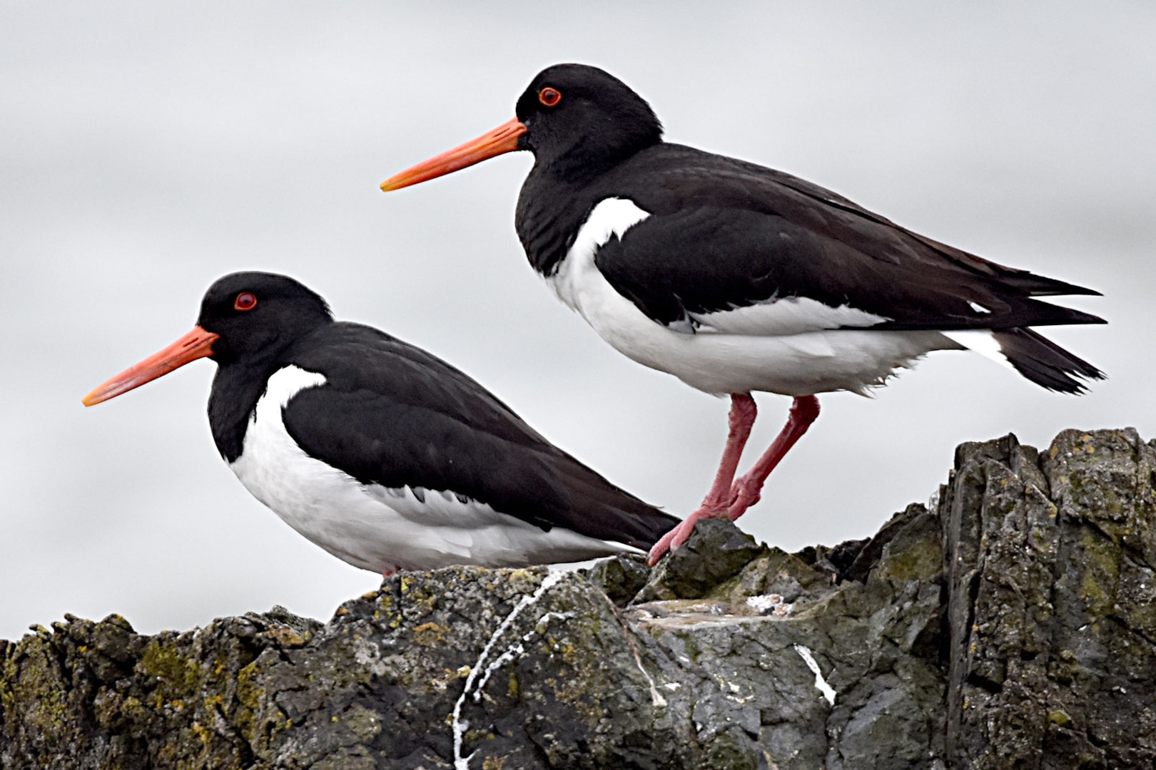 Eurasian Oystercatcher by Fausto Riccioni BirdGuides