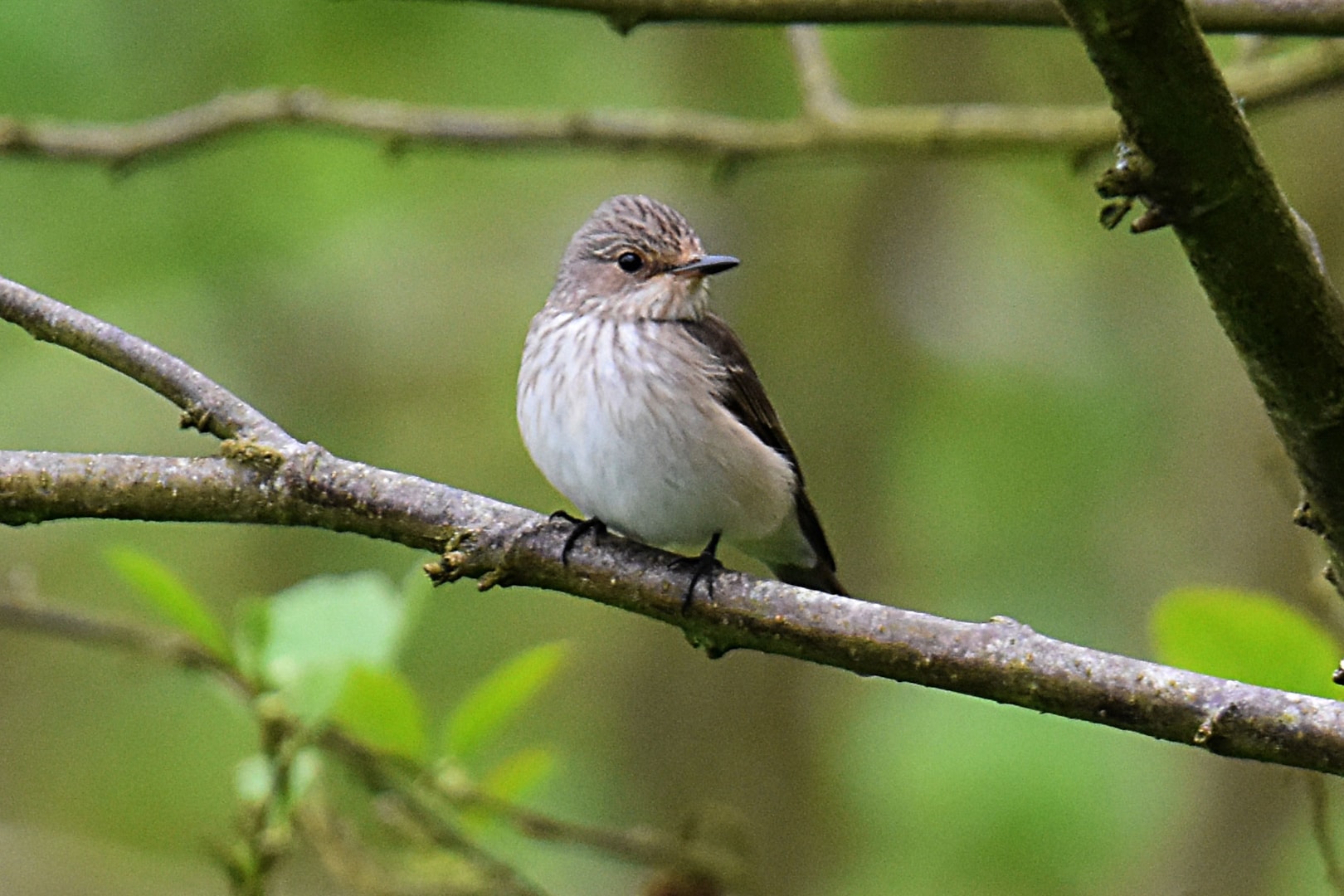 Spotted Flycatcher by Fausto Riccioni BirdGuides