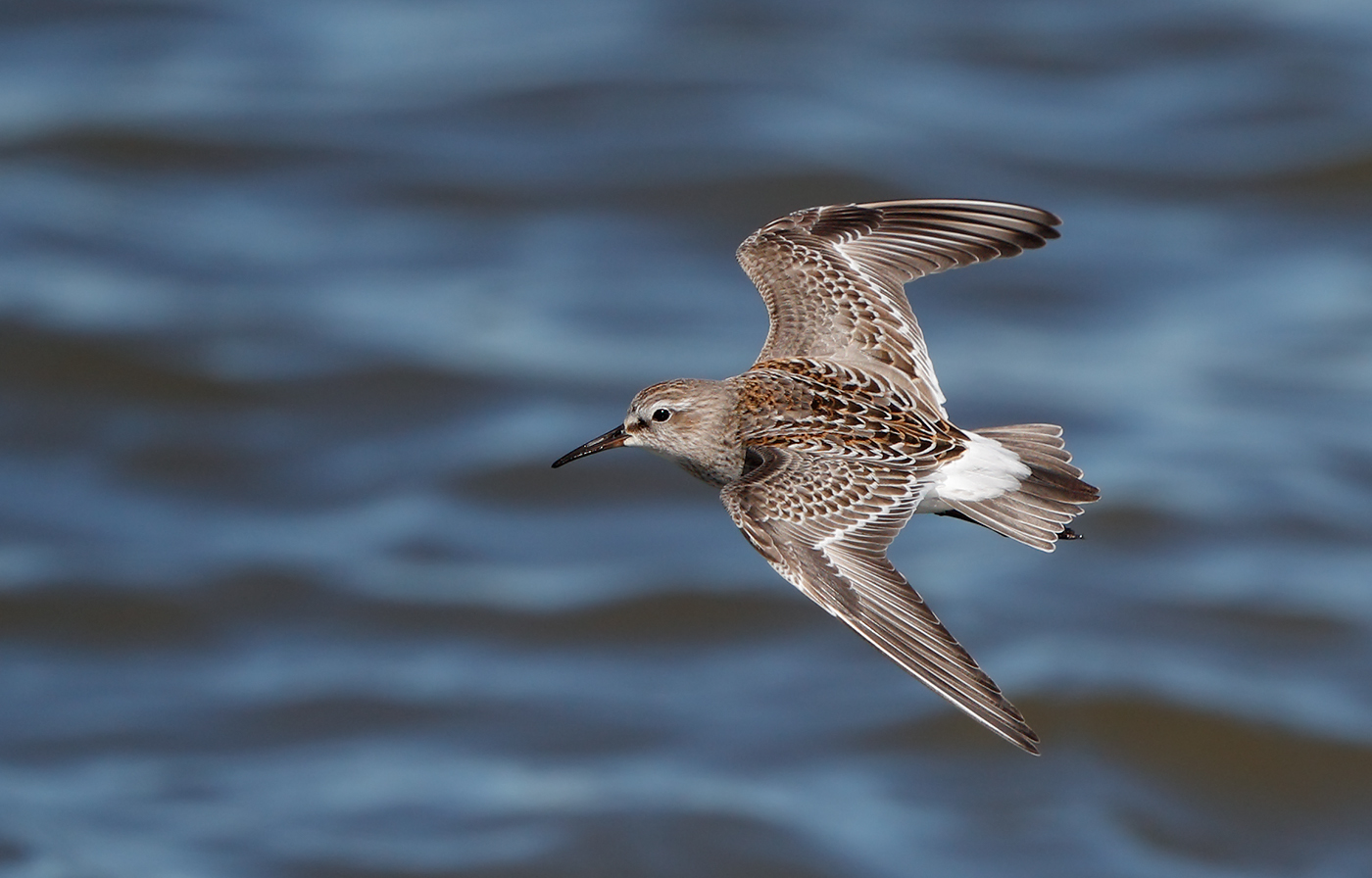 white rumped sandpiper white rumped sandpiper