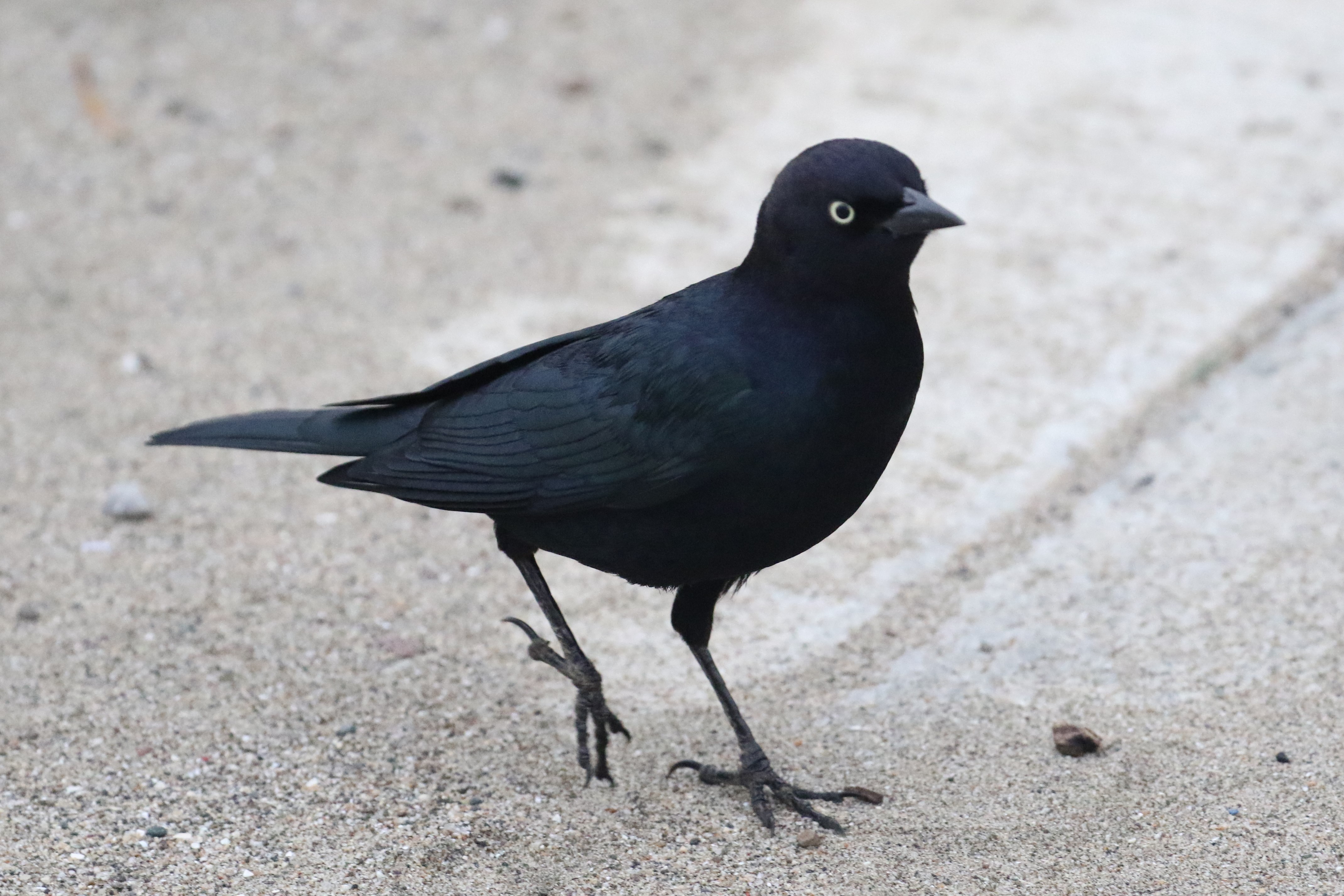 Details Brewer's Blackbird BirdGuides