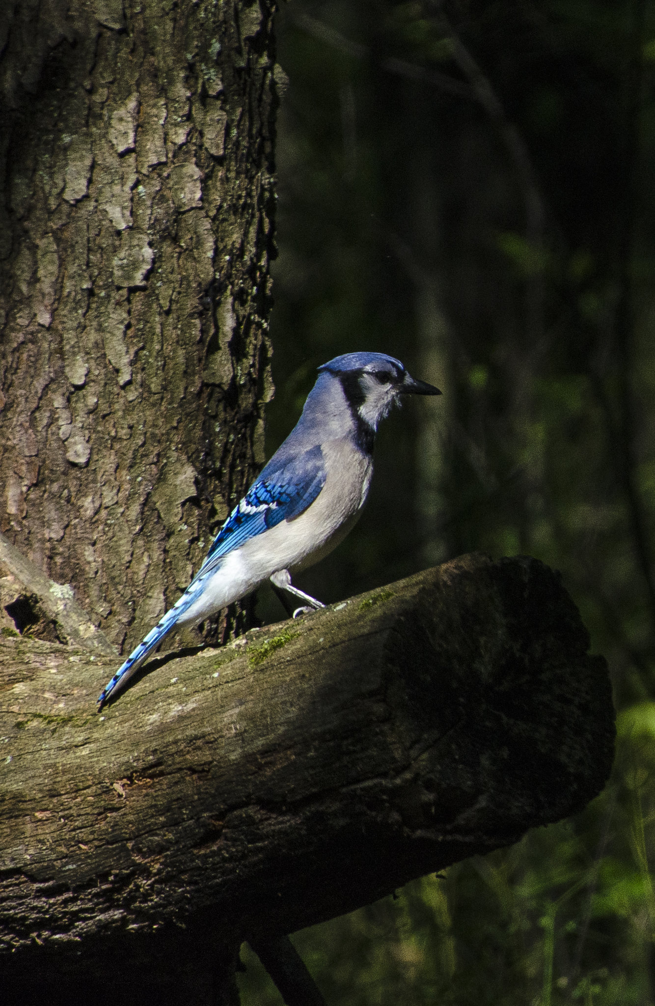 Details Blue Jay Birdguides