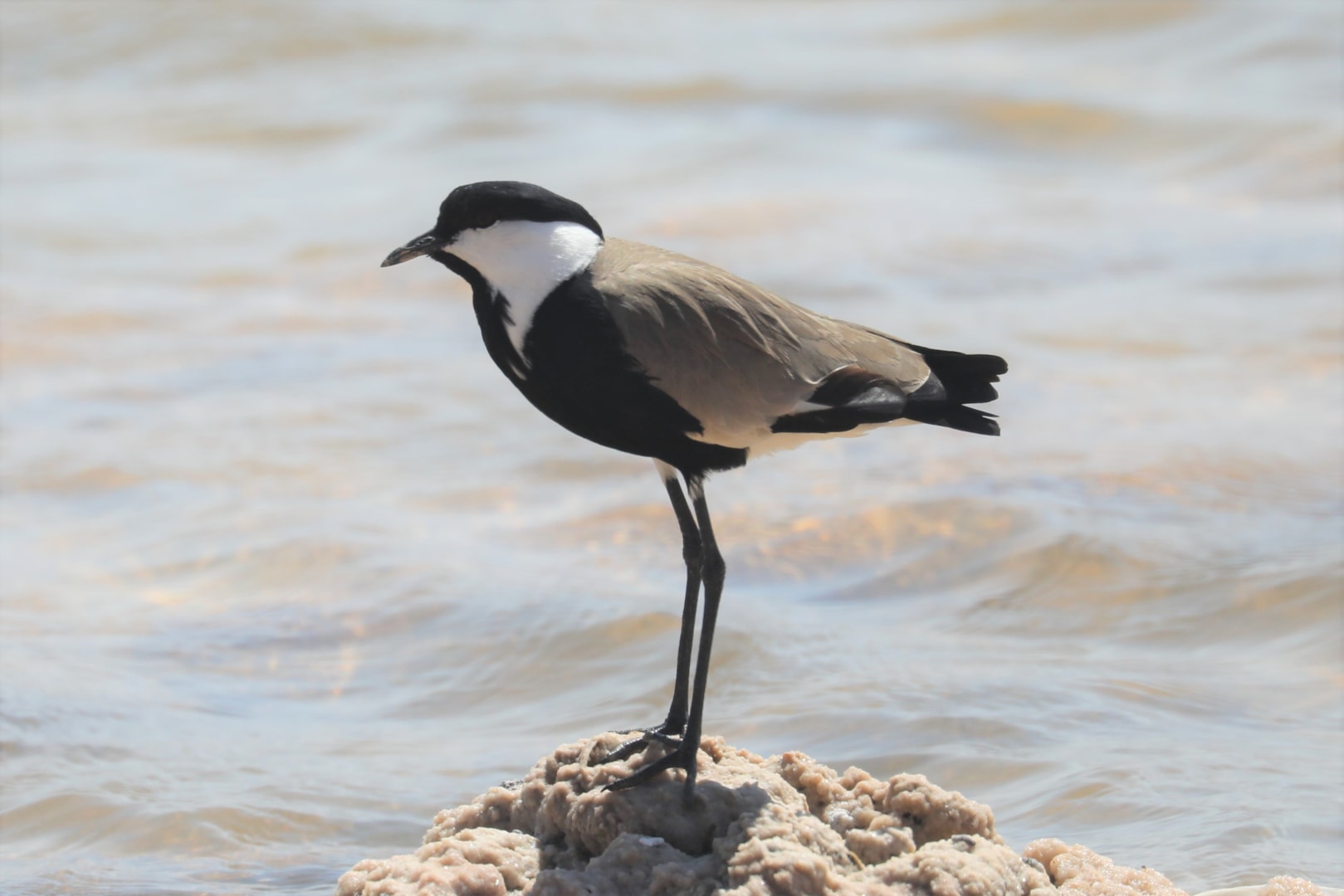 Spurwinged Lapwing by Matthew Mellor BirdGuides