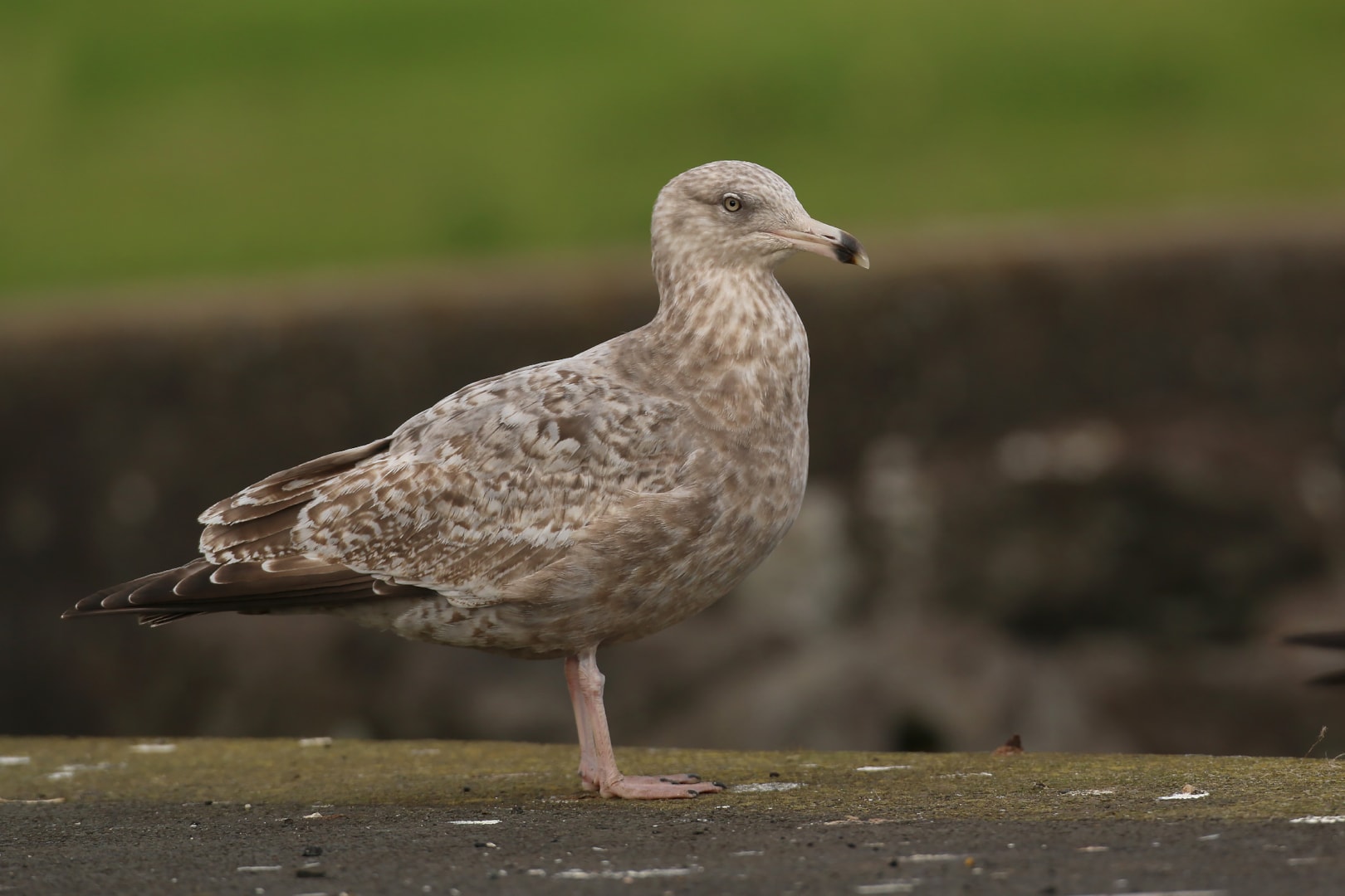 American Herring Gull by Ruben Coelho BirdGuides