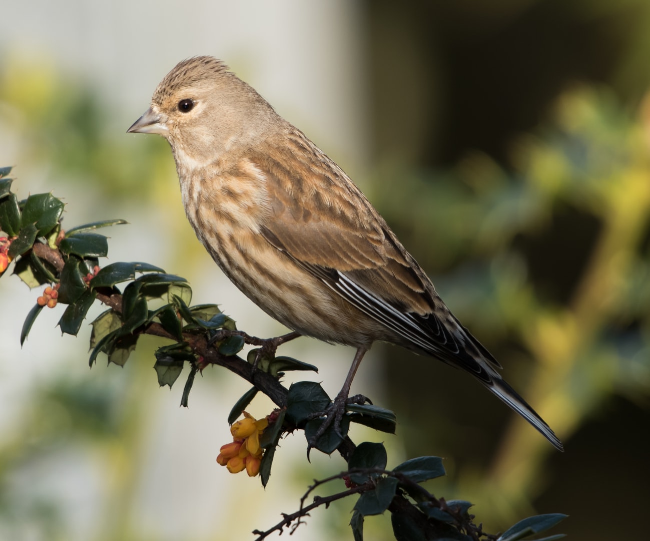 Common Linnet by Julian Keeble - BirdGuides