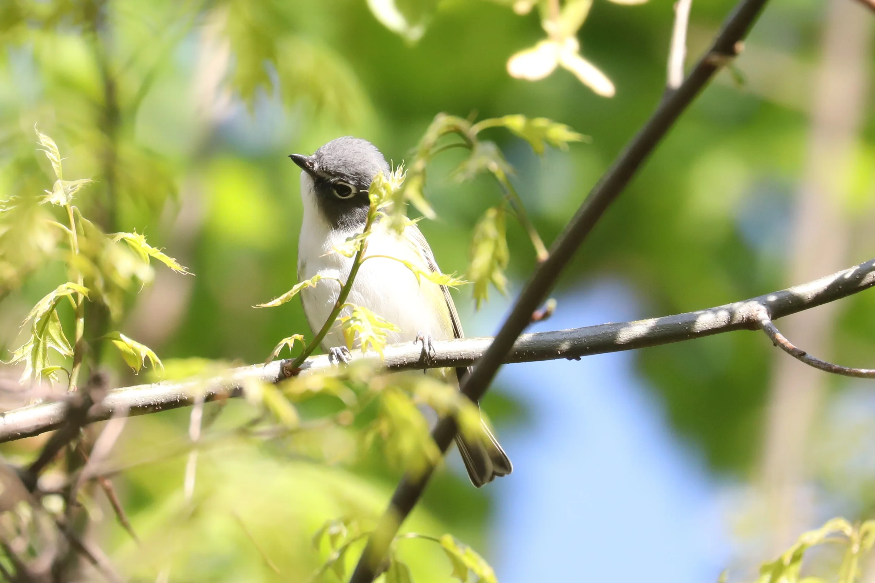 Details : Blue-headed Vireo - BirdGuides