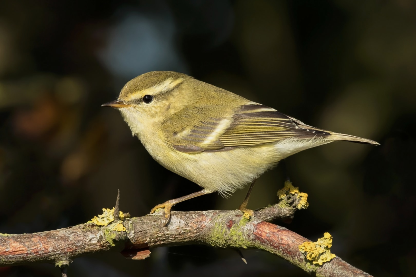 Yellowbrowed Warbler by Paul Coombes BirdGuides