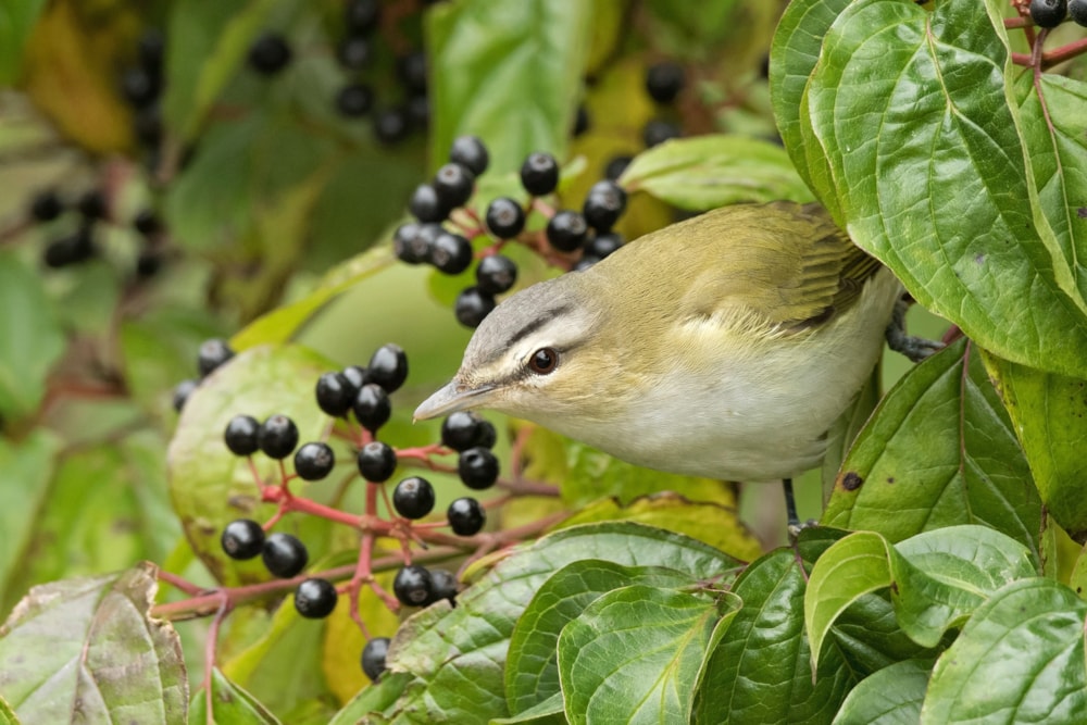 US court protects Migratory Bird Treaty Act - BirdGuides