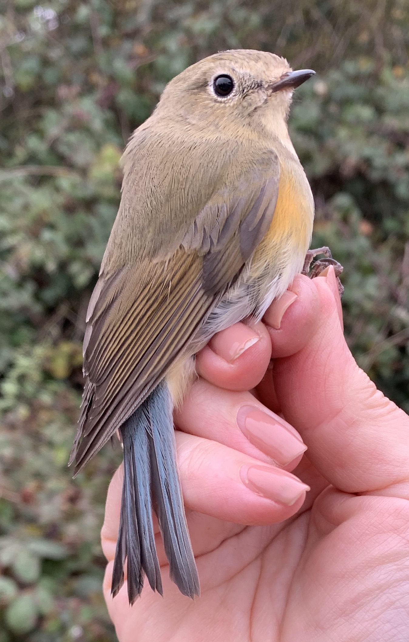 Record year for Red-flanked Bluetail in Finland - BirdGuides