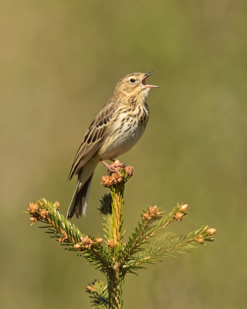 Tree Pipit by Paul Coombes BirdGuides
