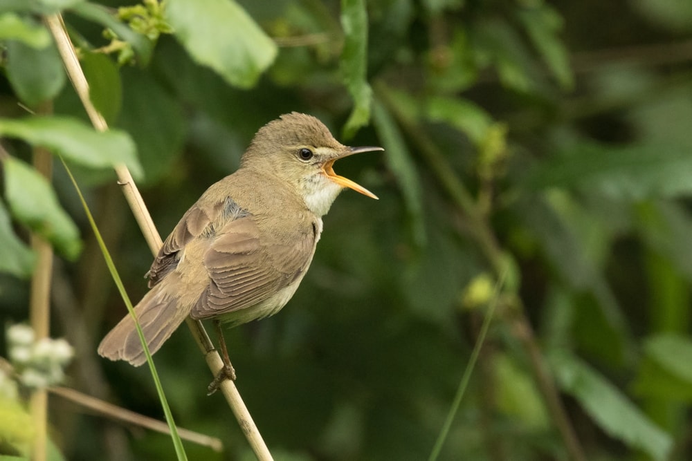 Photo Of The Week 3 9 June 2020 Birdguides