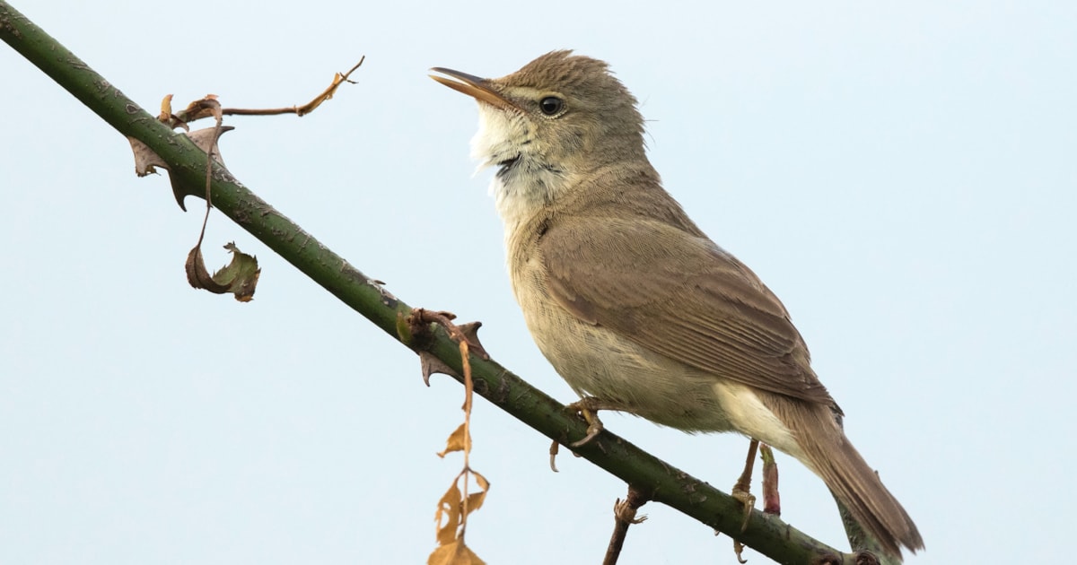 Unprecedented number of Blyth�s Reed Warbler reach Britain