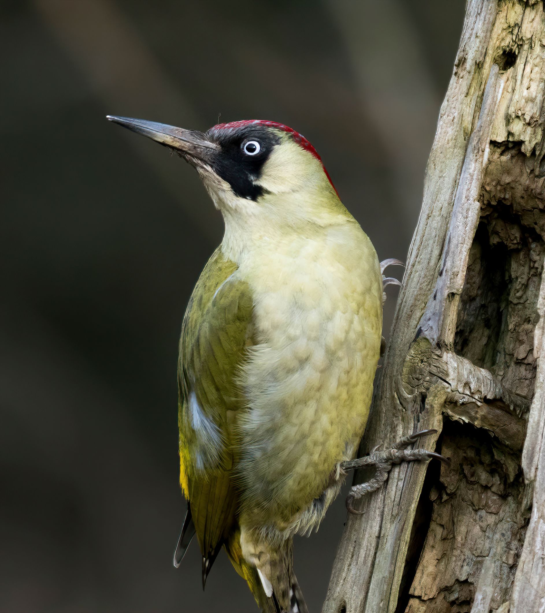 Swindon Birdwatching Site BirdGuides