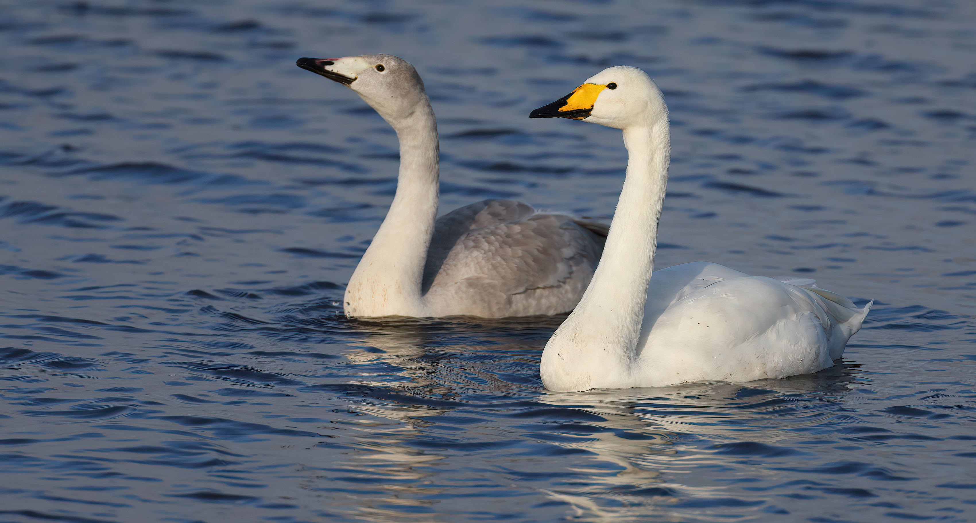 Few signs of Whooper Swan population interchange BirdGuides