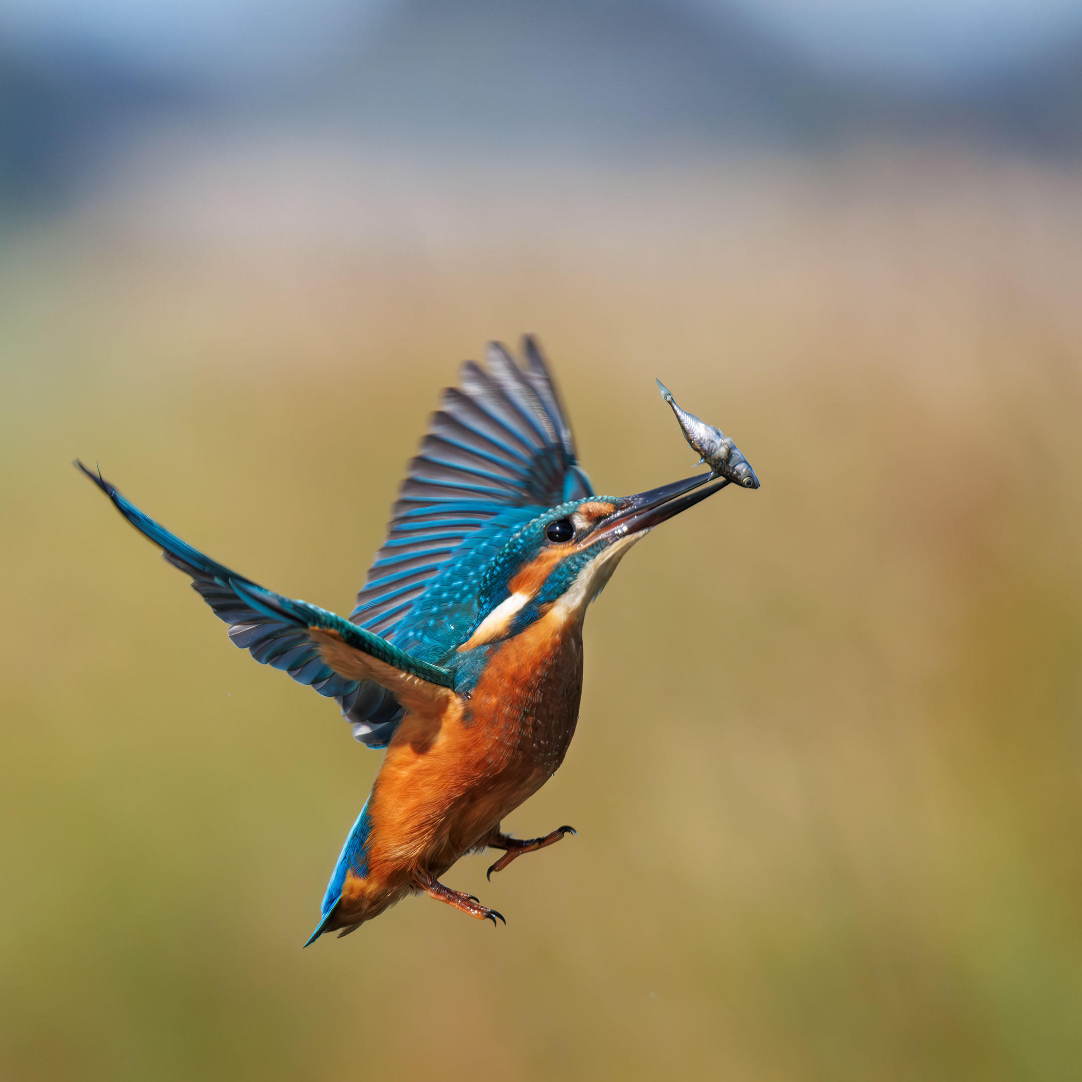 EXIF 元信息与隐私风险