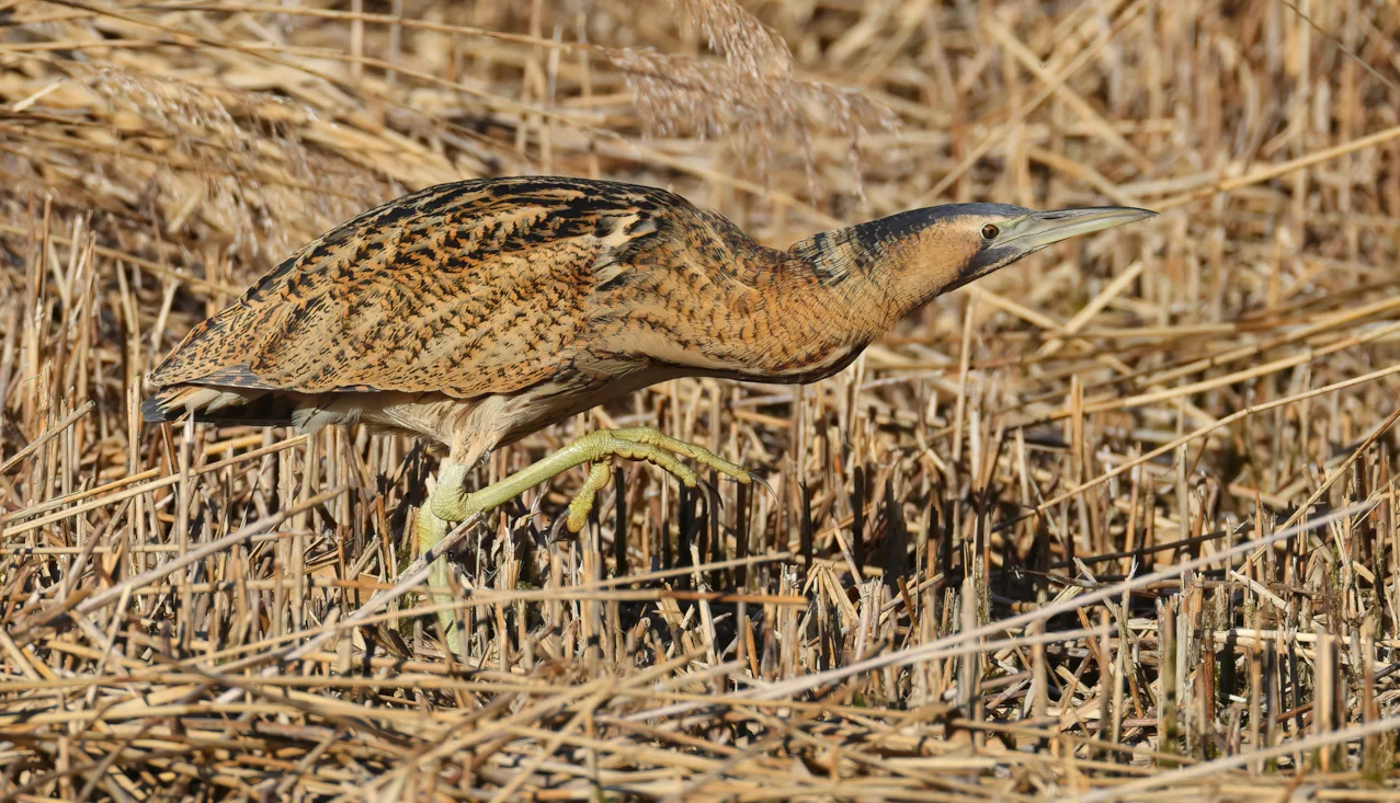 Eurasian Bittern by Glyn Sellors - BirdGuides