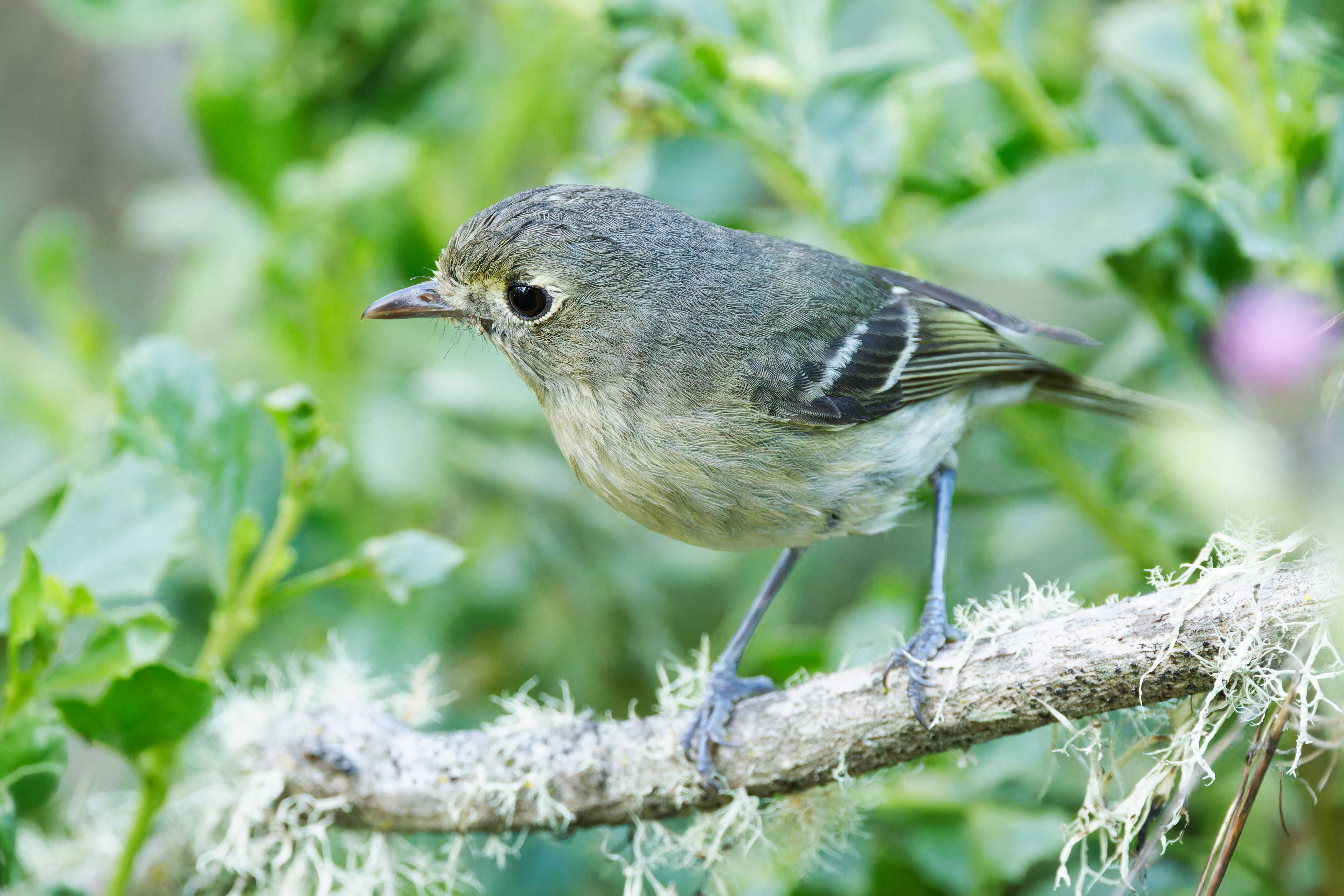 Hutton's Vireo by Matthew Mellor BirdGuides