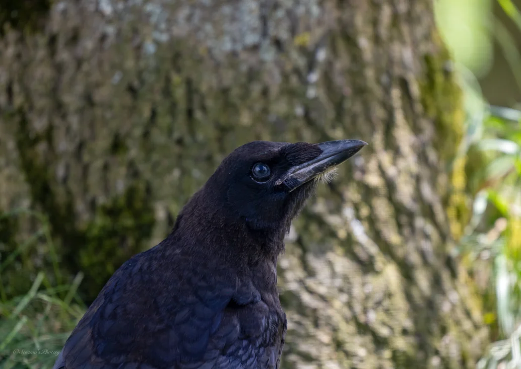 Rook by Brian Scott - BirdGuides