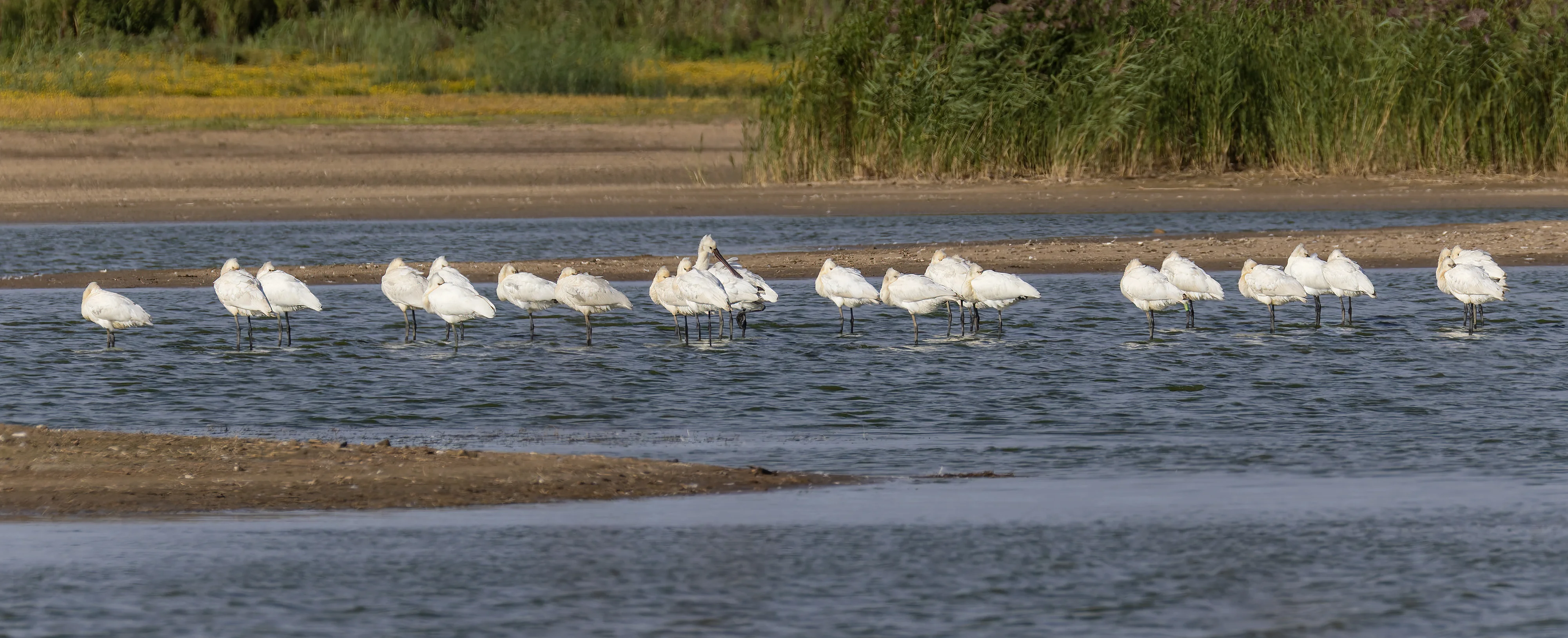 Details : Eurasian Spoonbill - BirdGuides