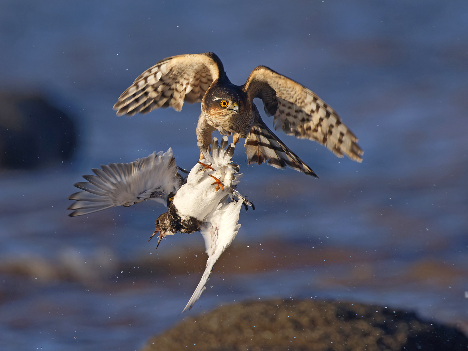 Photo of the Week: 23 December 2024-5 January 2025 - BirdGuides
