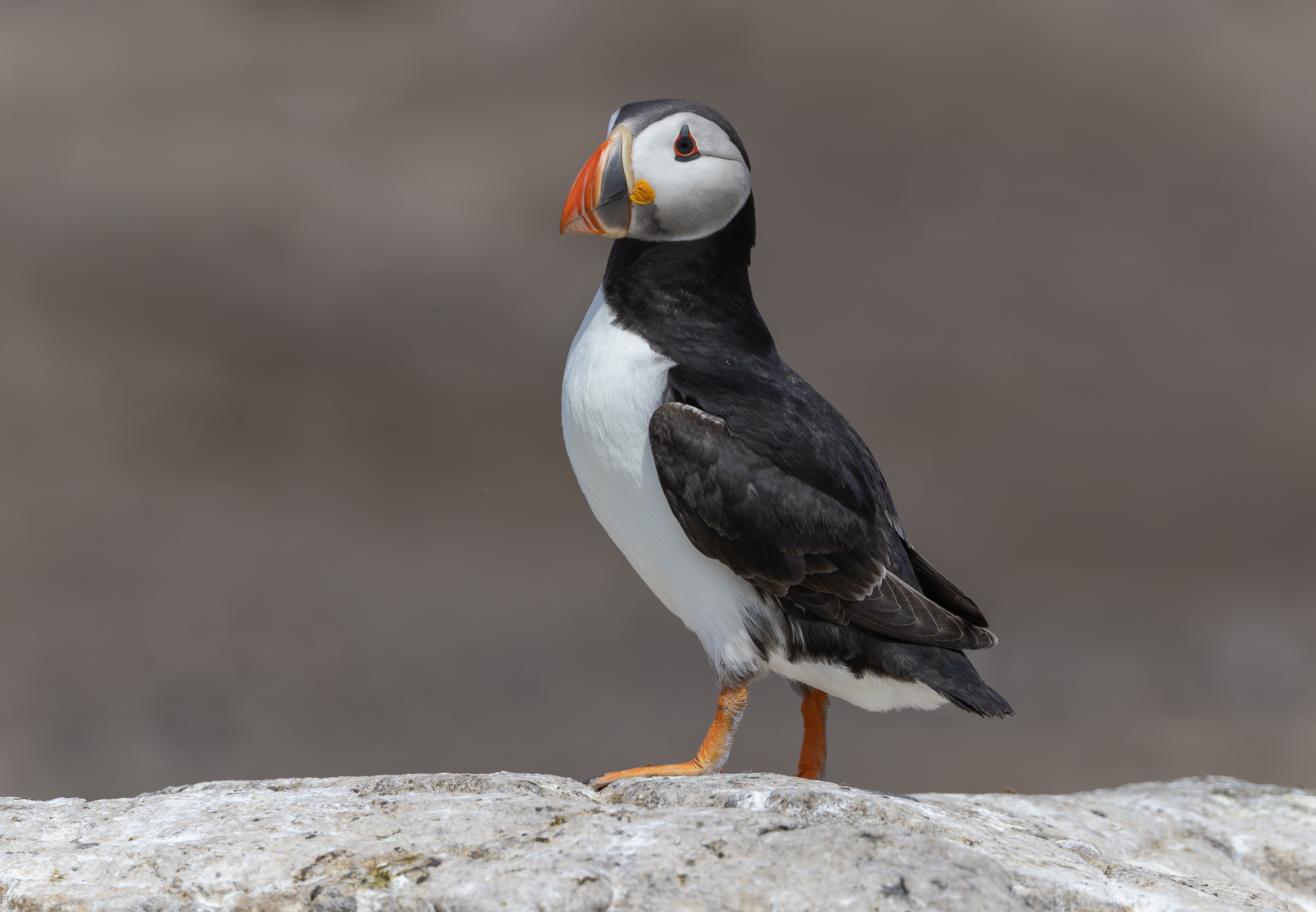Farne Islands seabird census paints mixed picture - BirdGuides