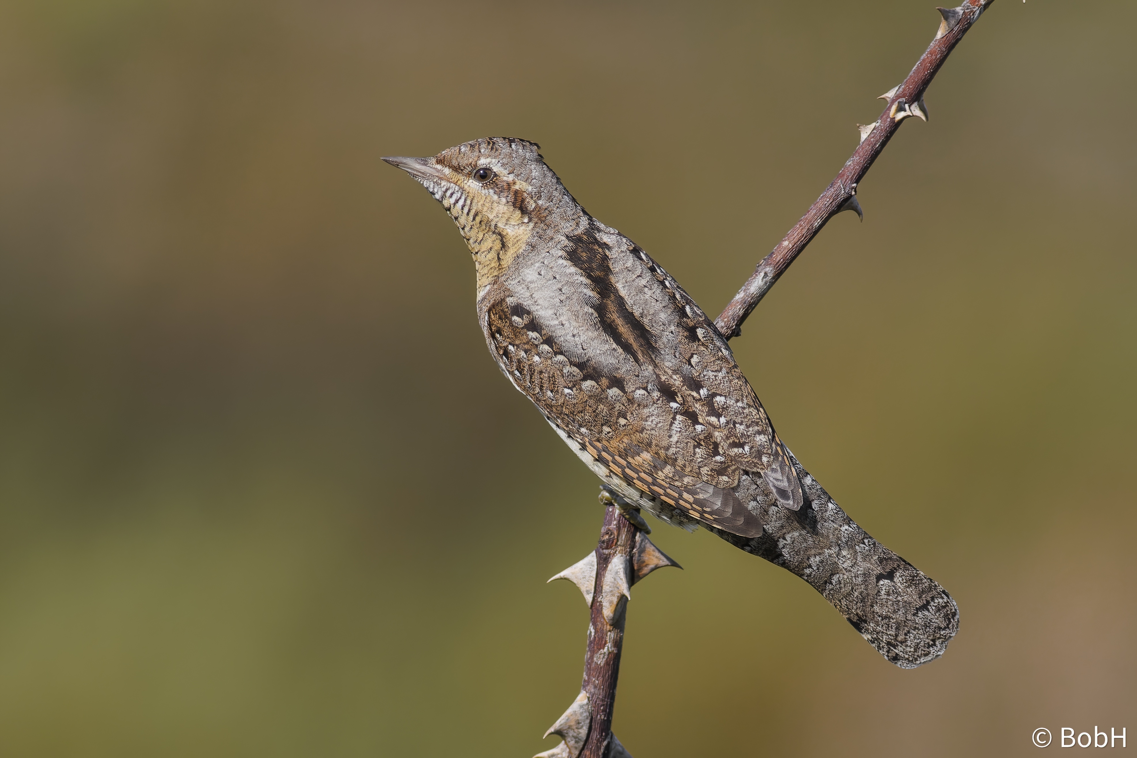 イッタラ　RAQUEL annual bird 2009 イッタラ RAQUEL annual bird 2009 イッタラ RAQUEL annual bird