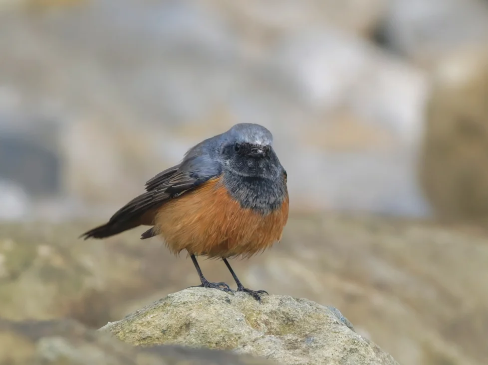 Eastern Redstart Eastern Black Redstart by Ian Howard - BirdGuides