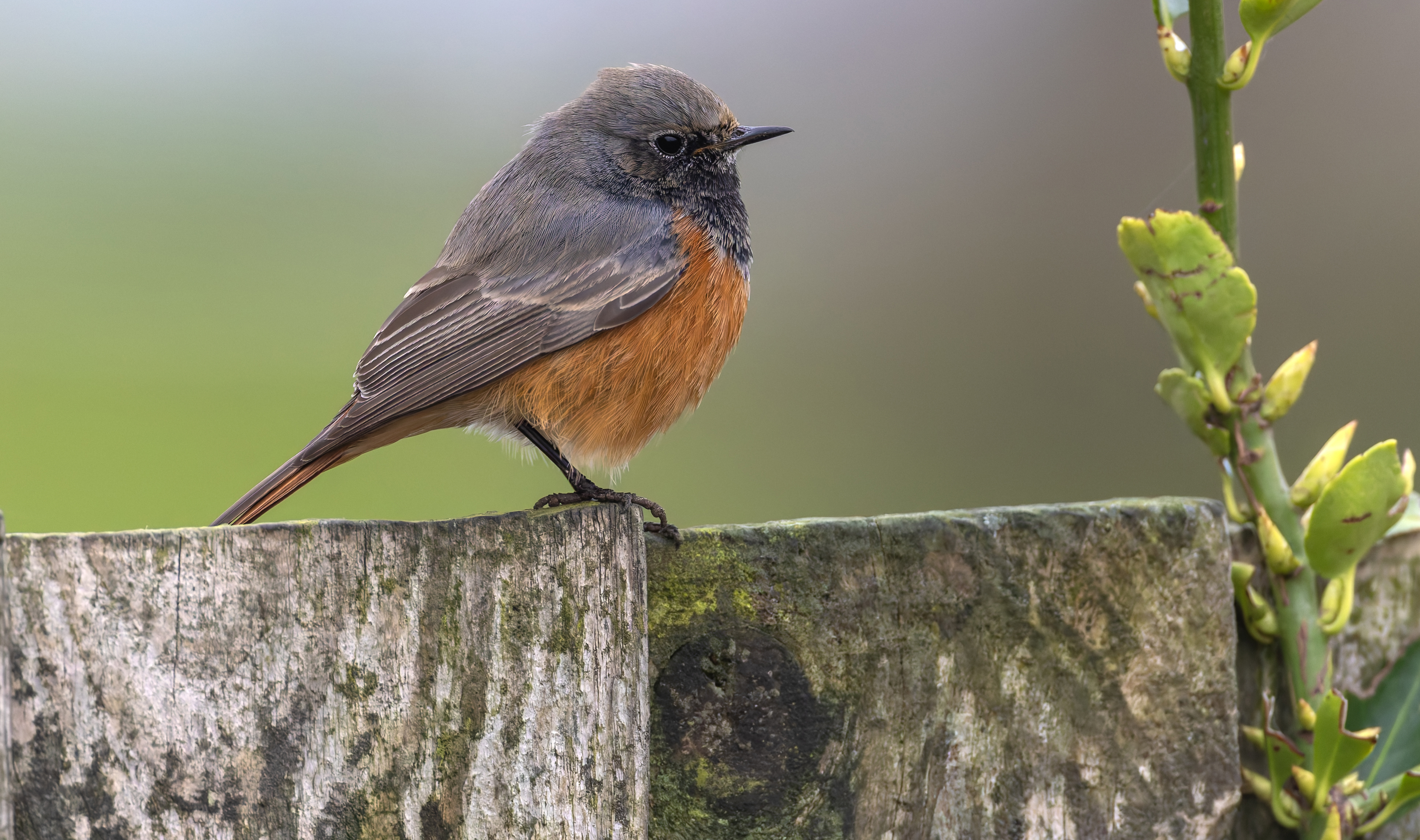 Eastern Black Redstart by Glyn Sellors - BirdGuides